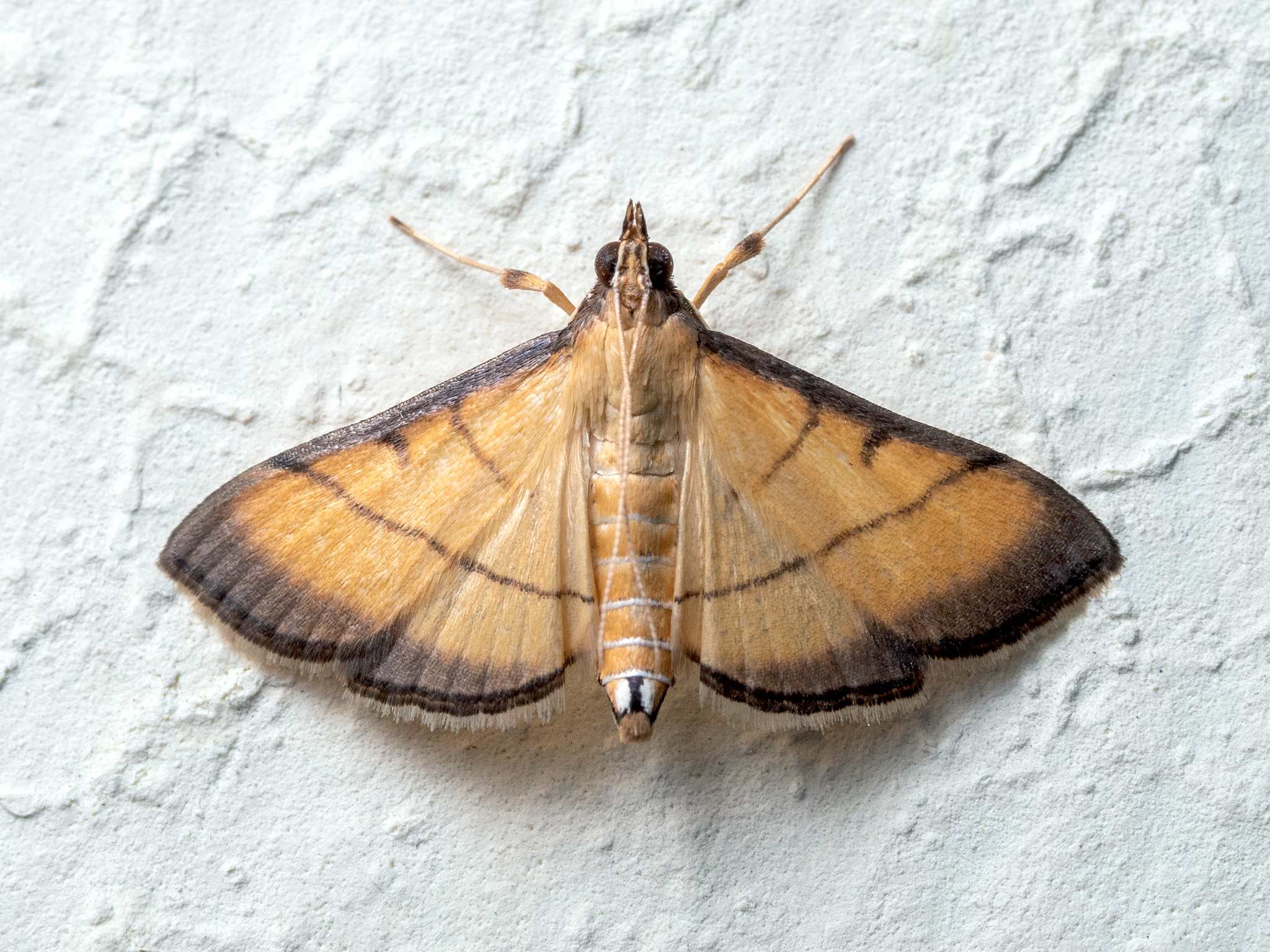 Cnaphalocrocis medinalis