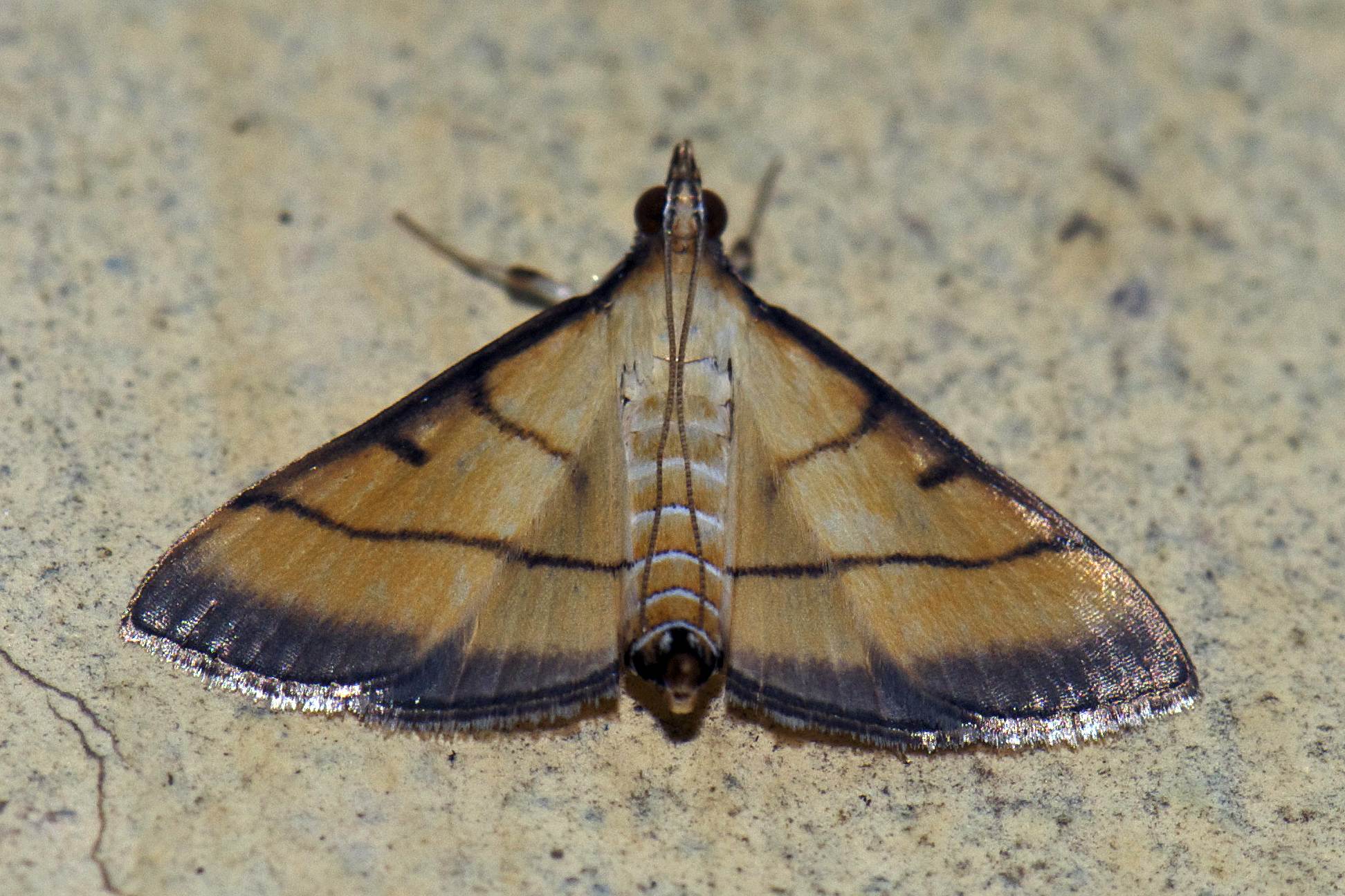 Cnaphalocrocis medinalis