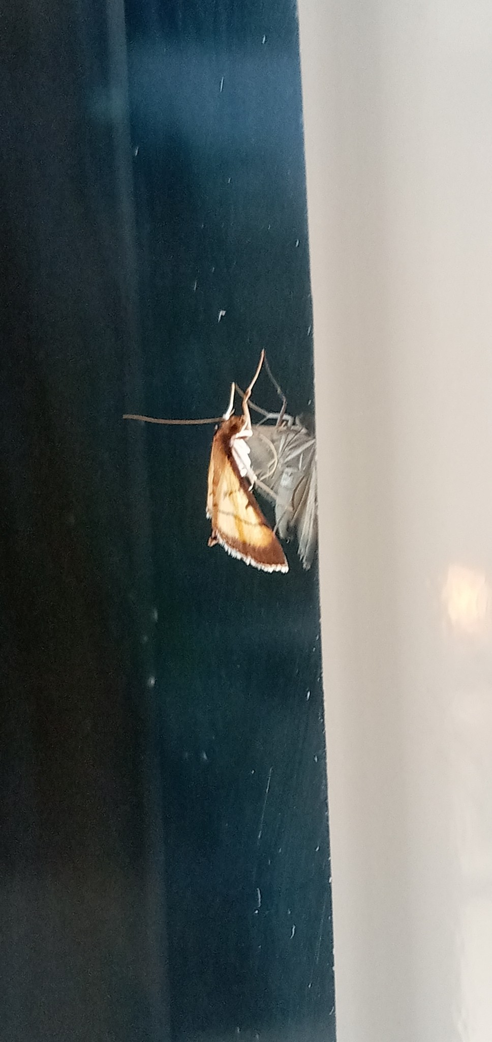 Cnaphalocrocis medinalis