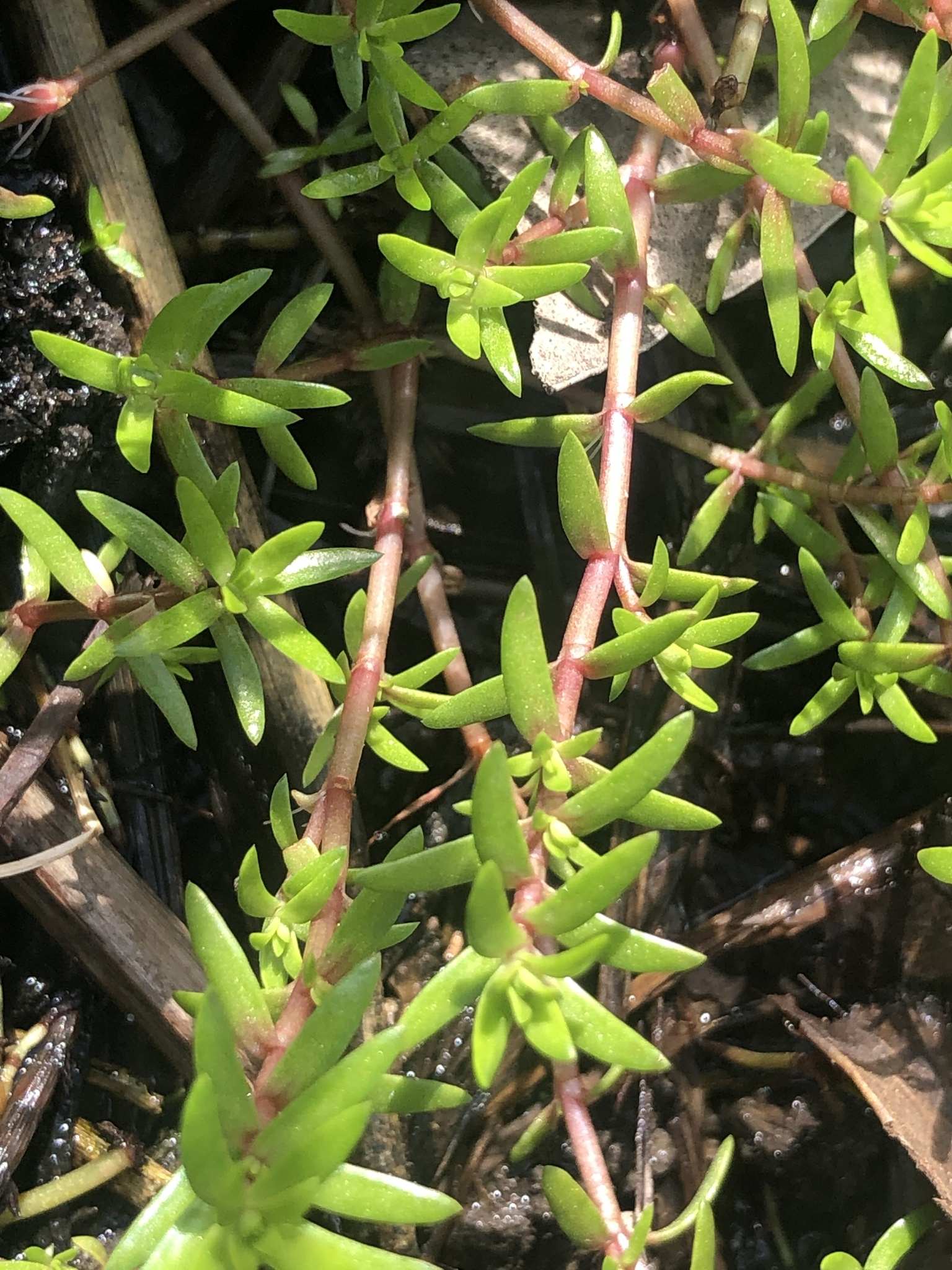 Crassula helmsii