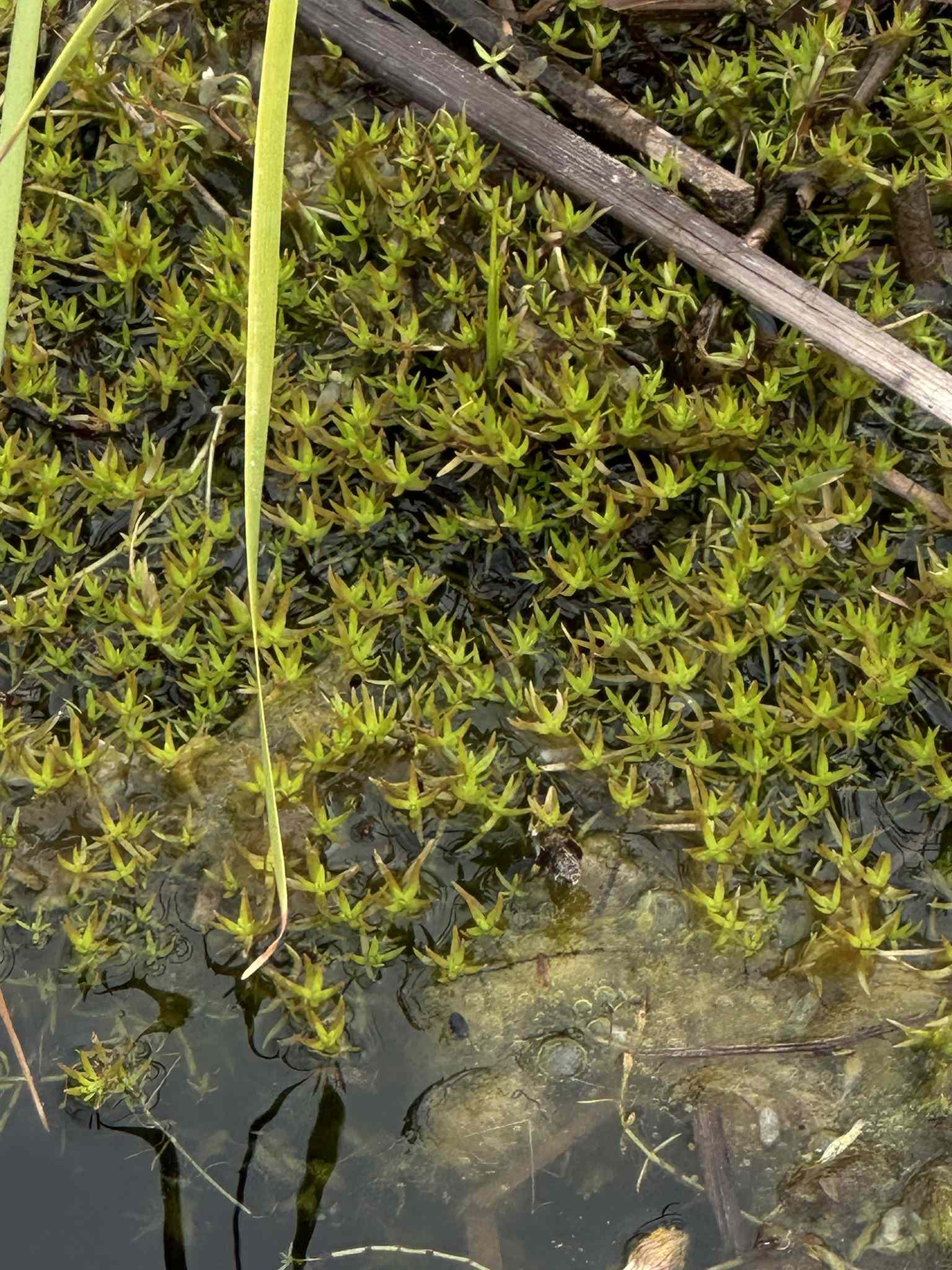 Crassula helmsii