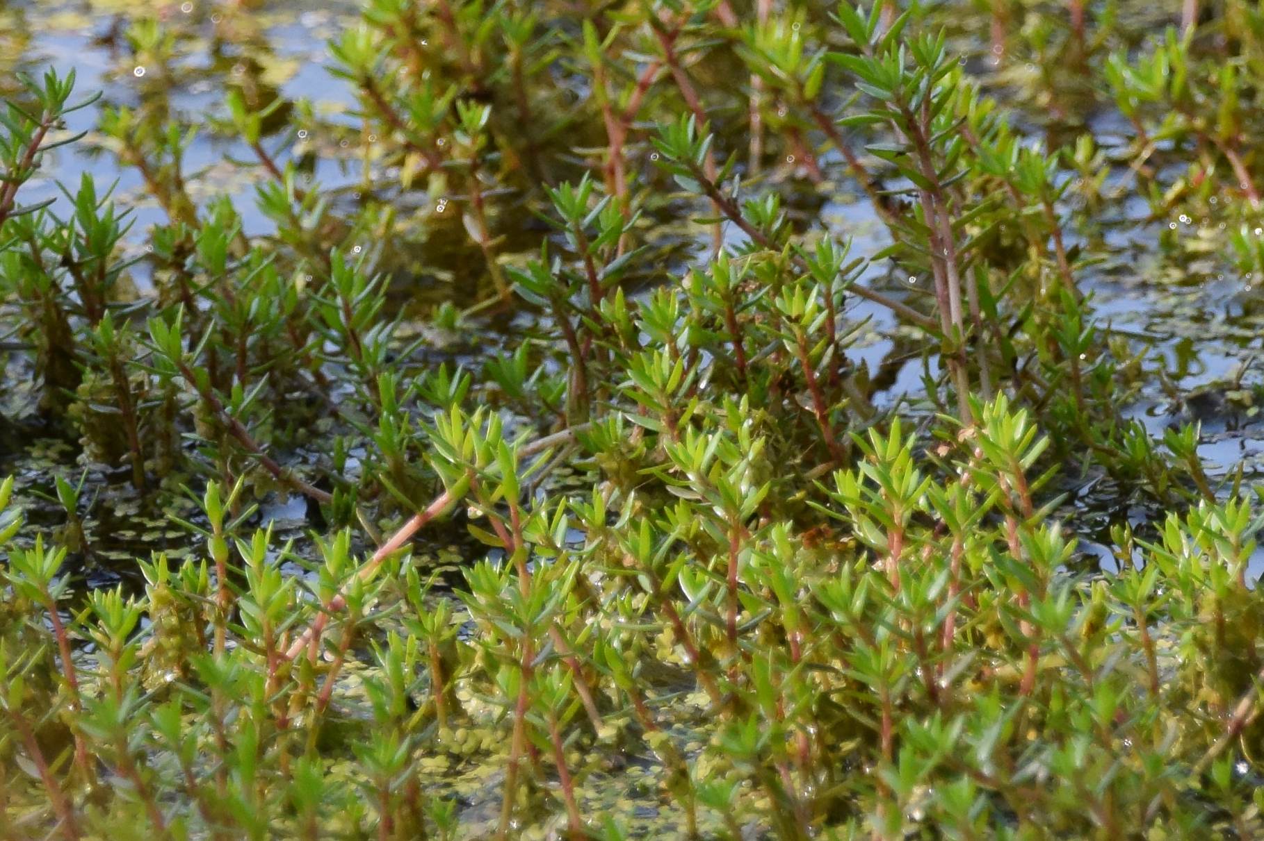 Crassula helmsii