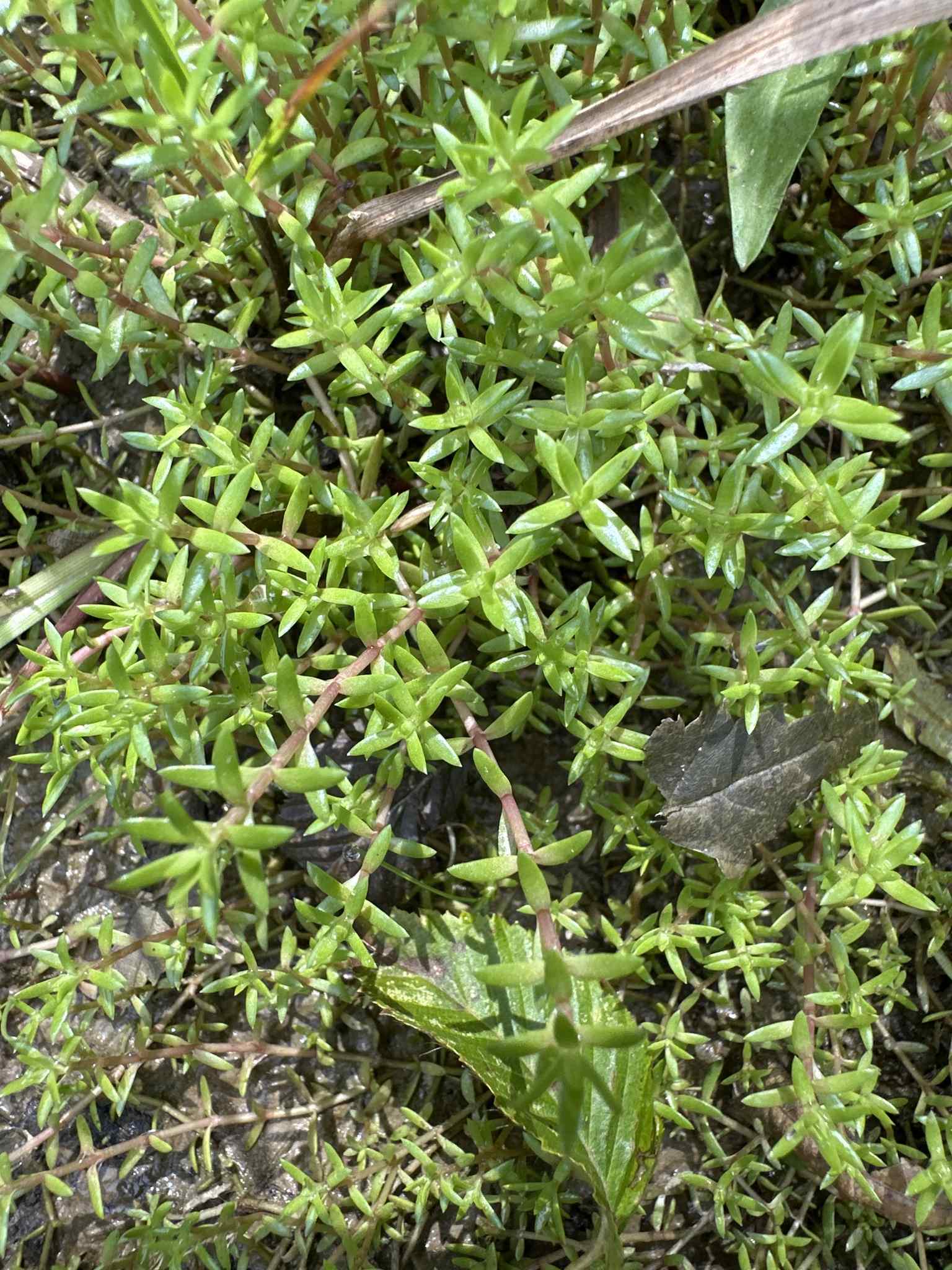 Crassula helmsii