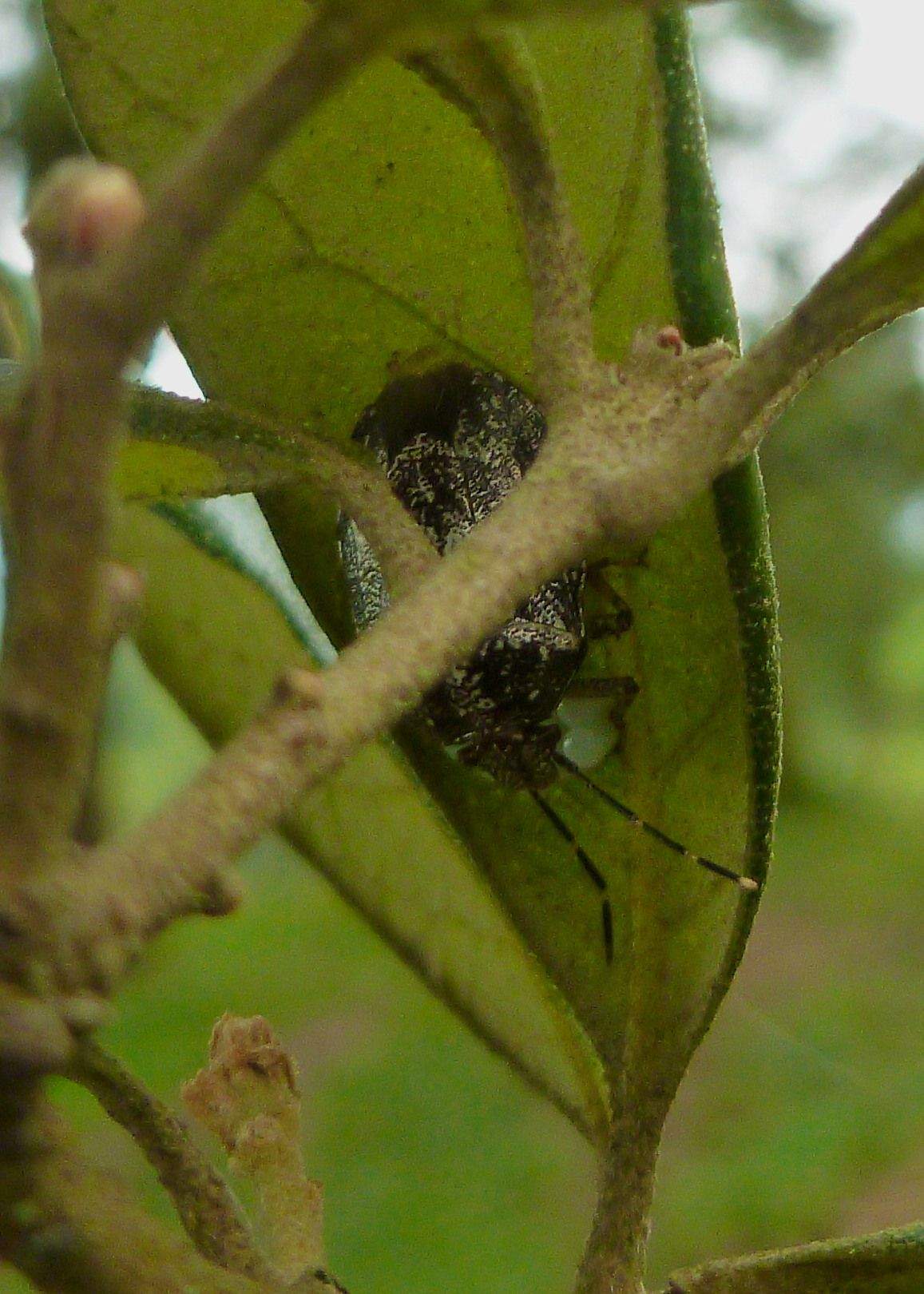 Antiteuchus innocens