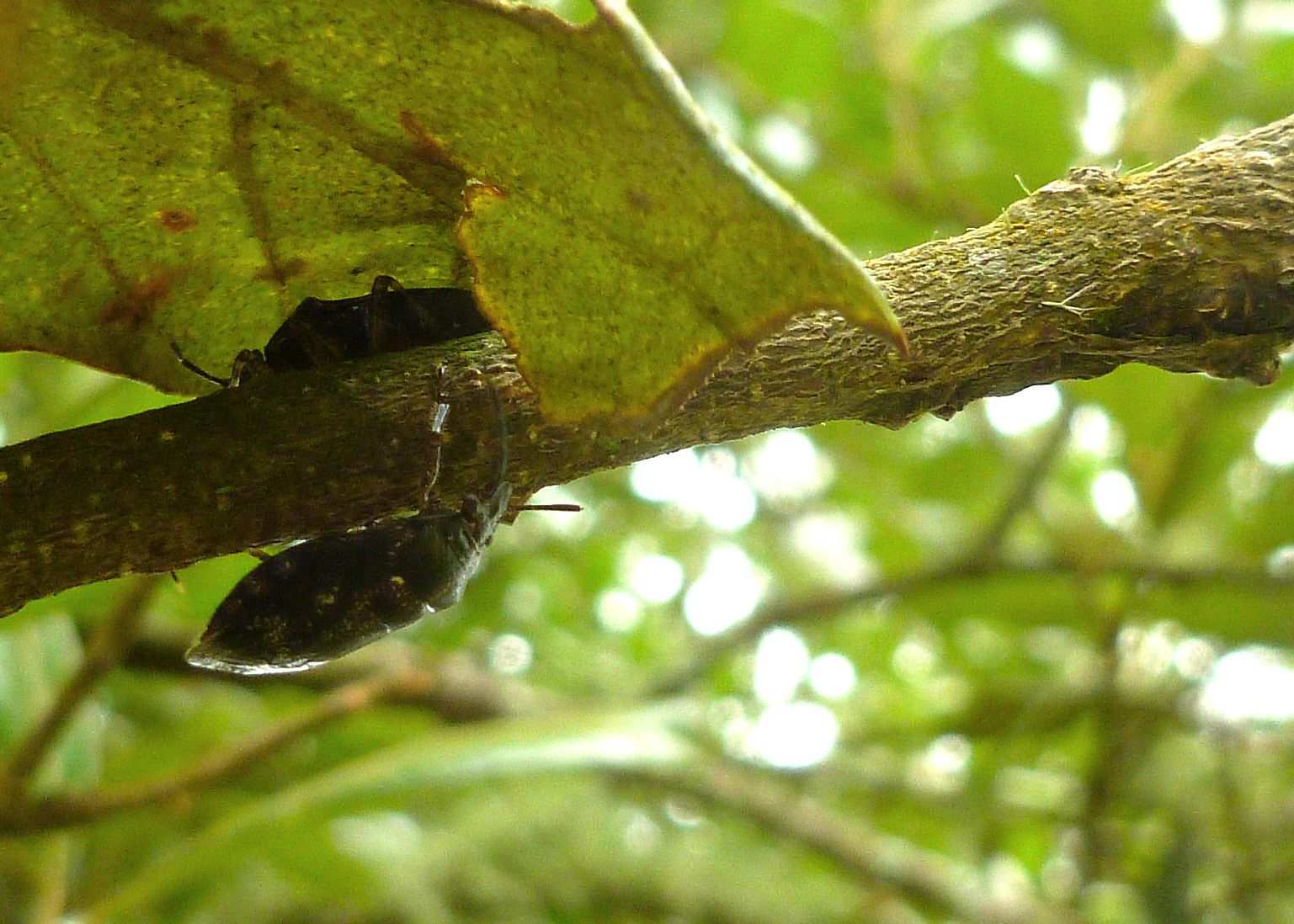 Antiteuchus innocens