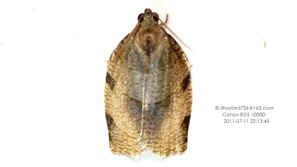 Choristoneura evanidana