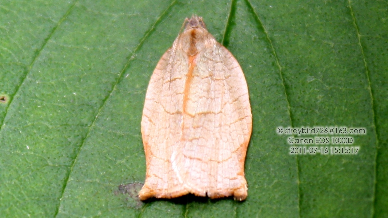 Choristoneura evanidana