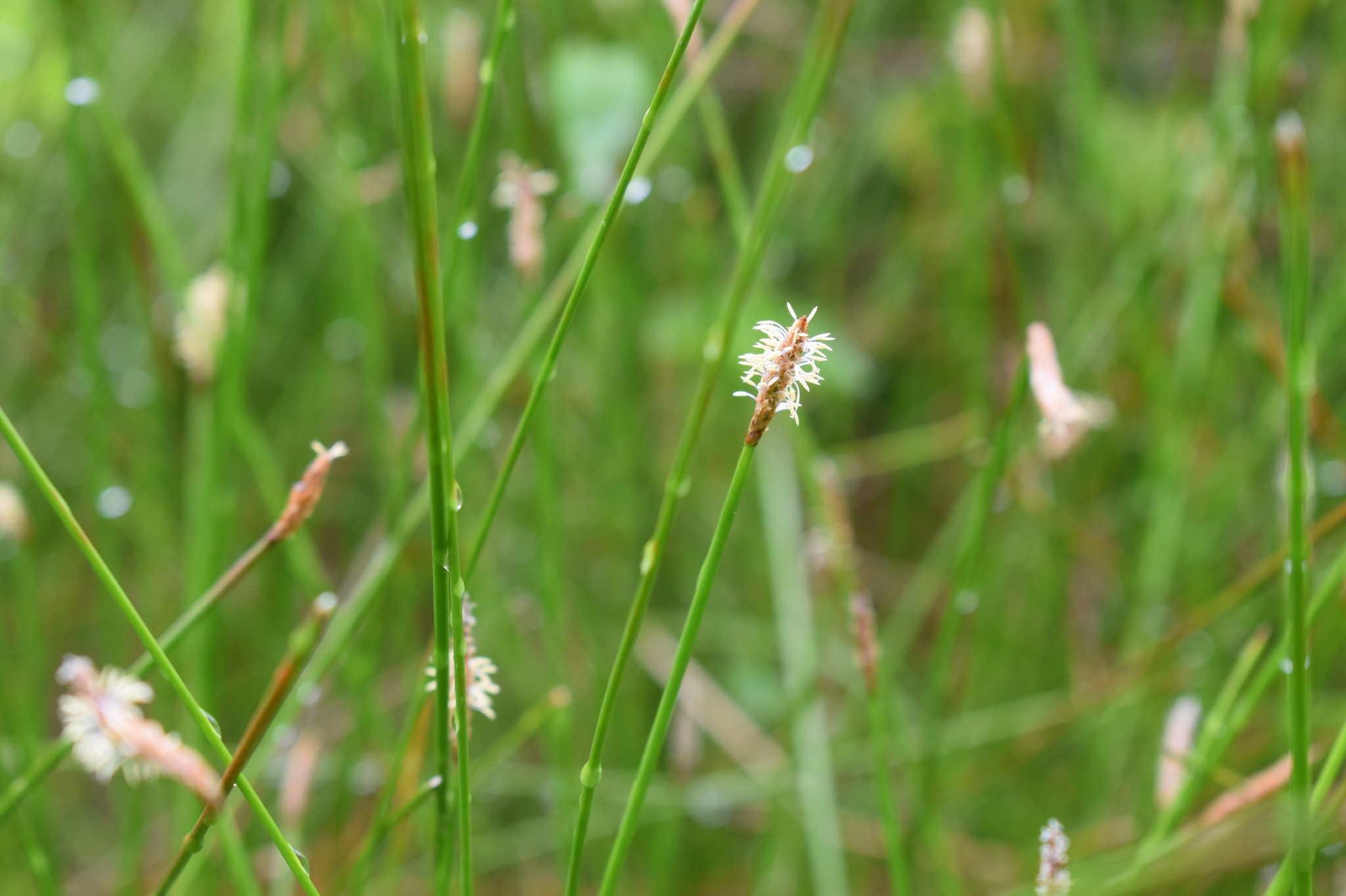 Eleocharis acuta