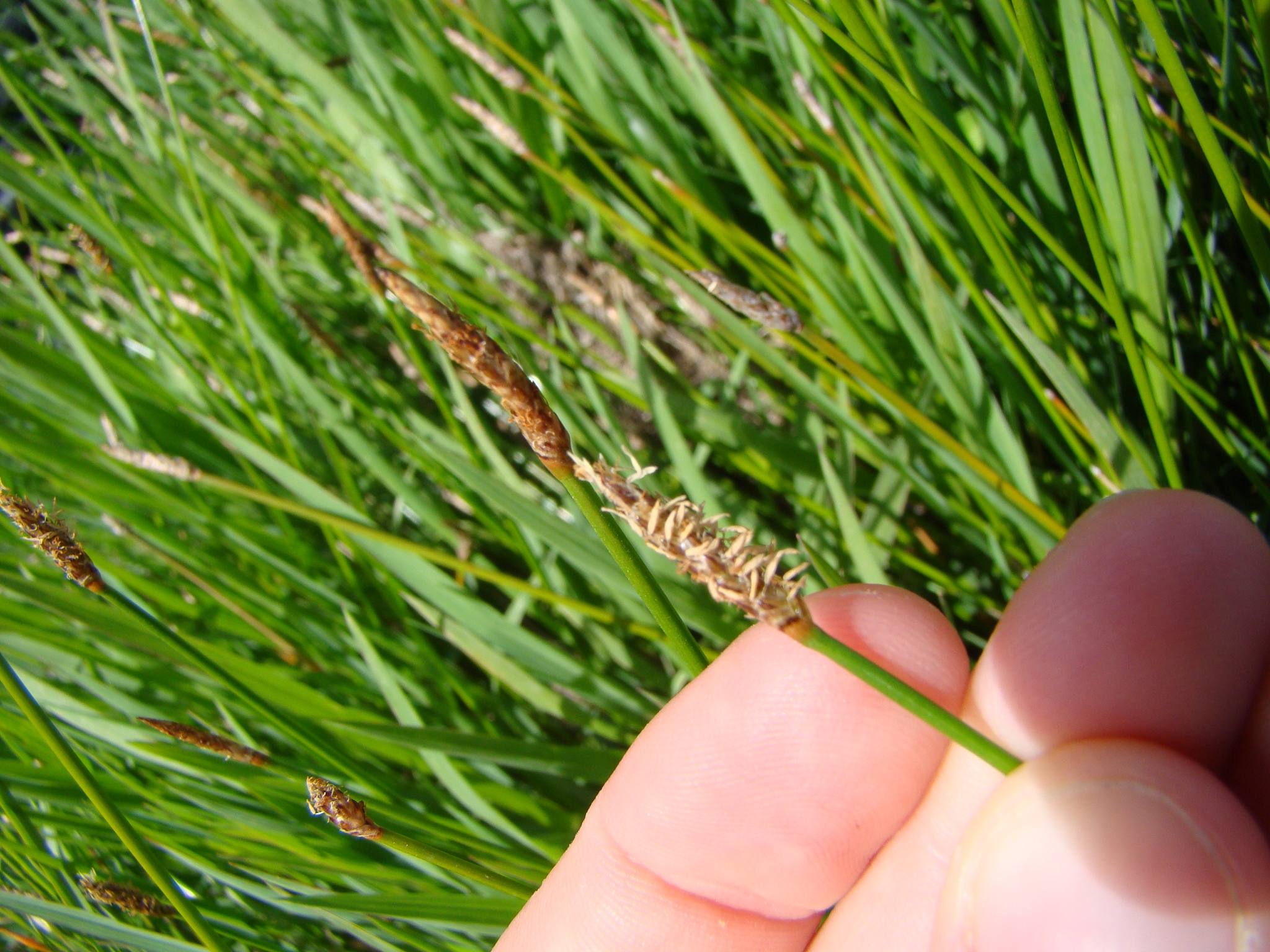 Eleocharis acuta