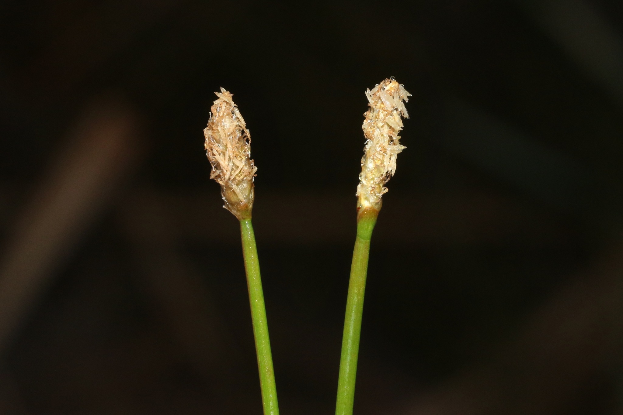 Eleocharis acuta
