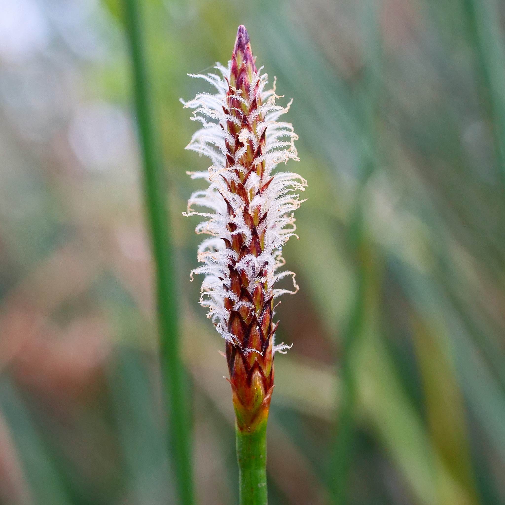 Eleocharis acuta