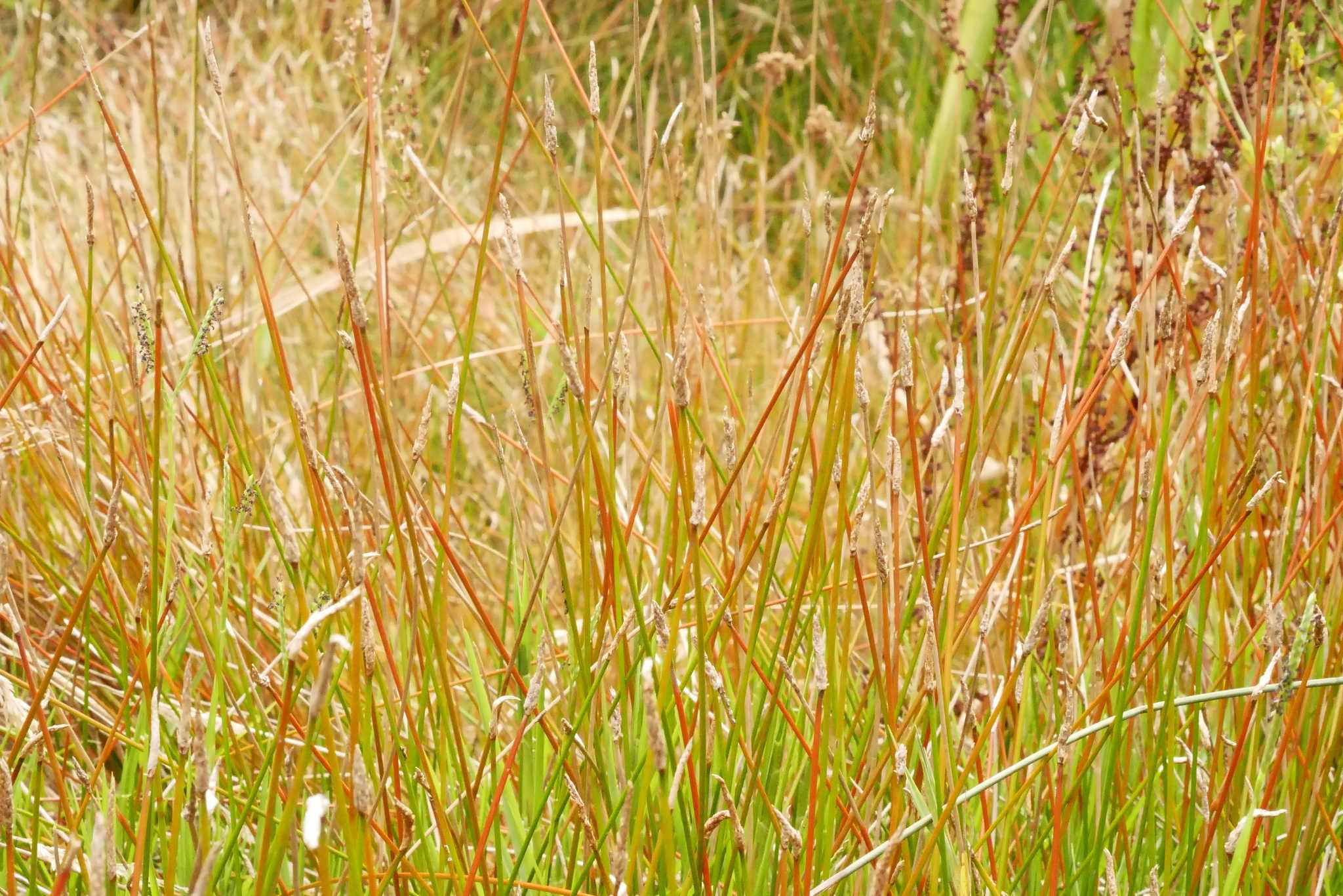 Eleocharis acuta
