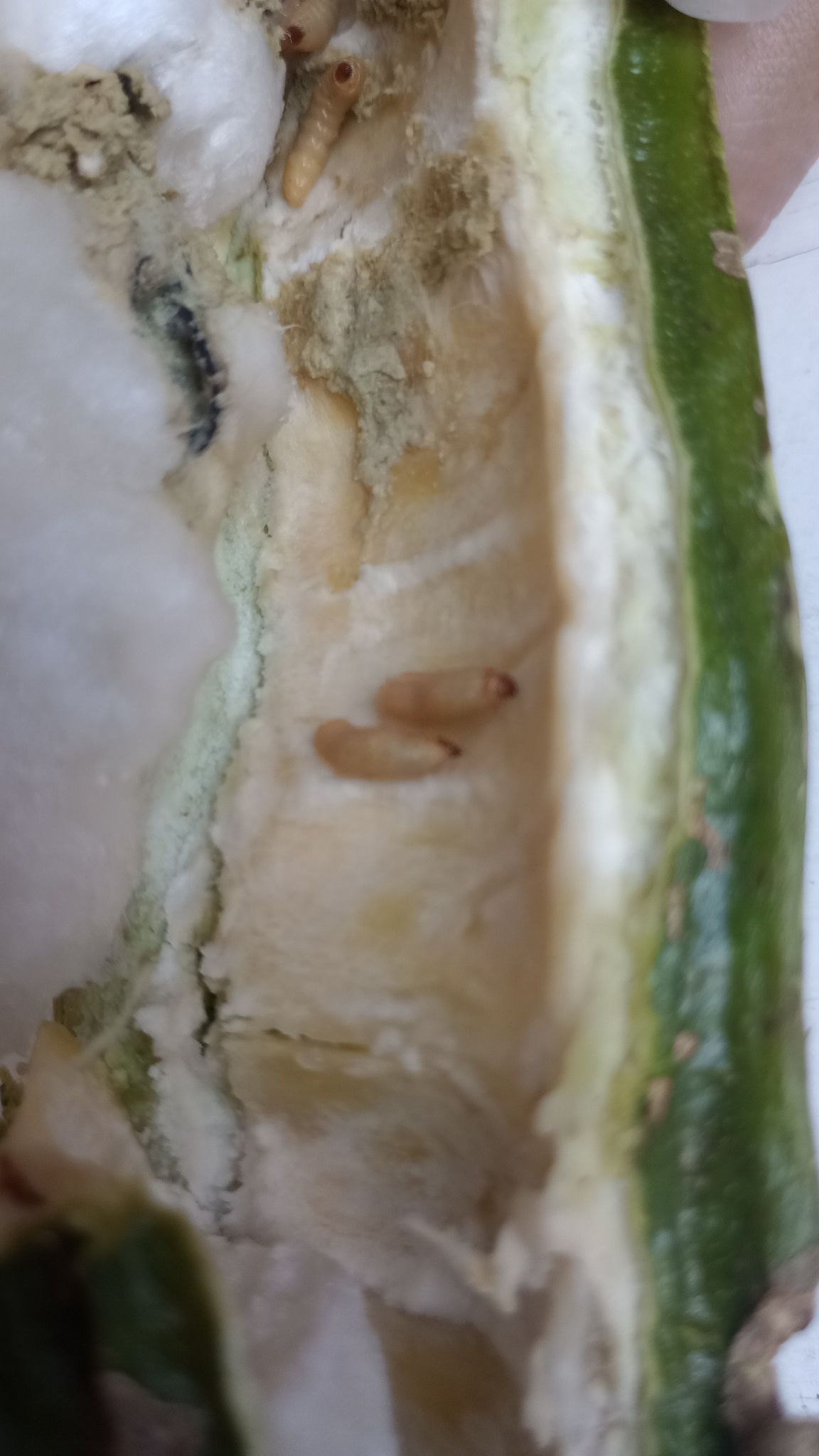 Anastrepha distincta