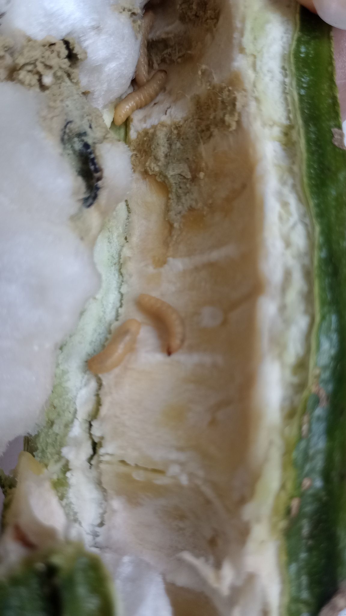 Anastrepha distincta