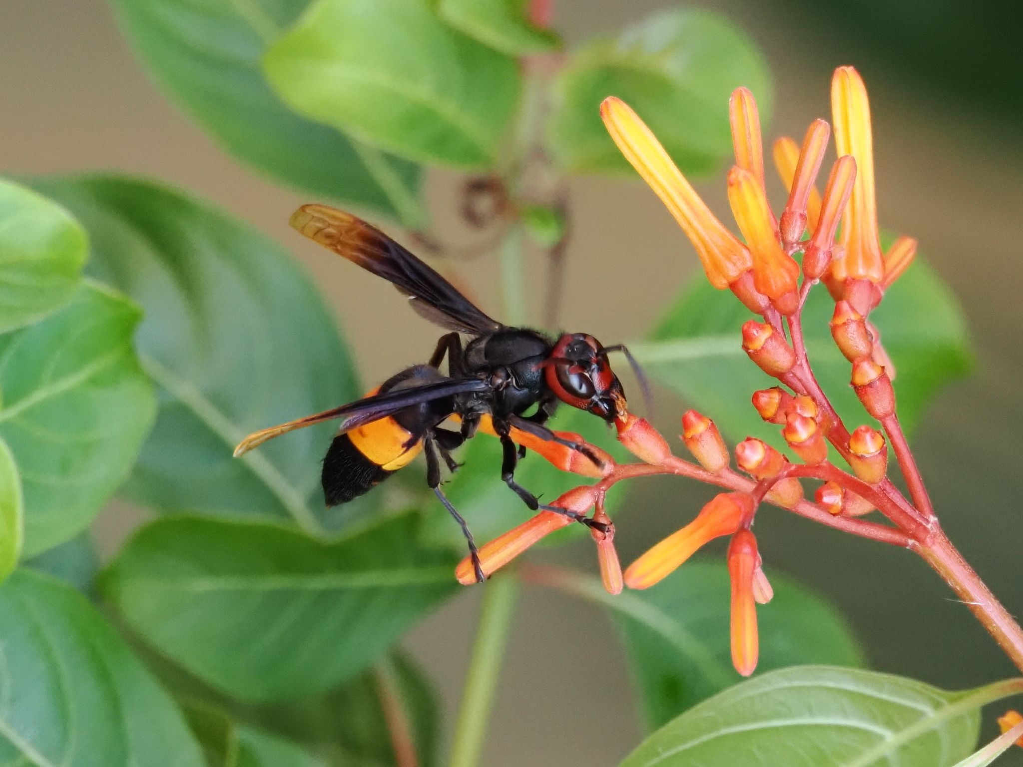 Vespa tropica