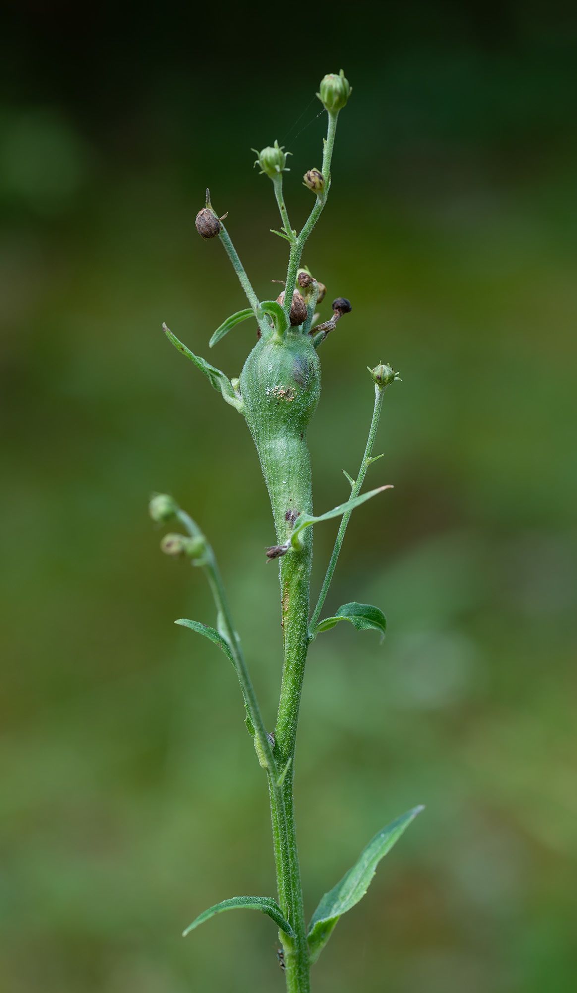 Aulacidea