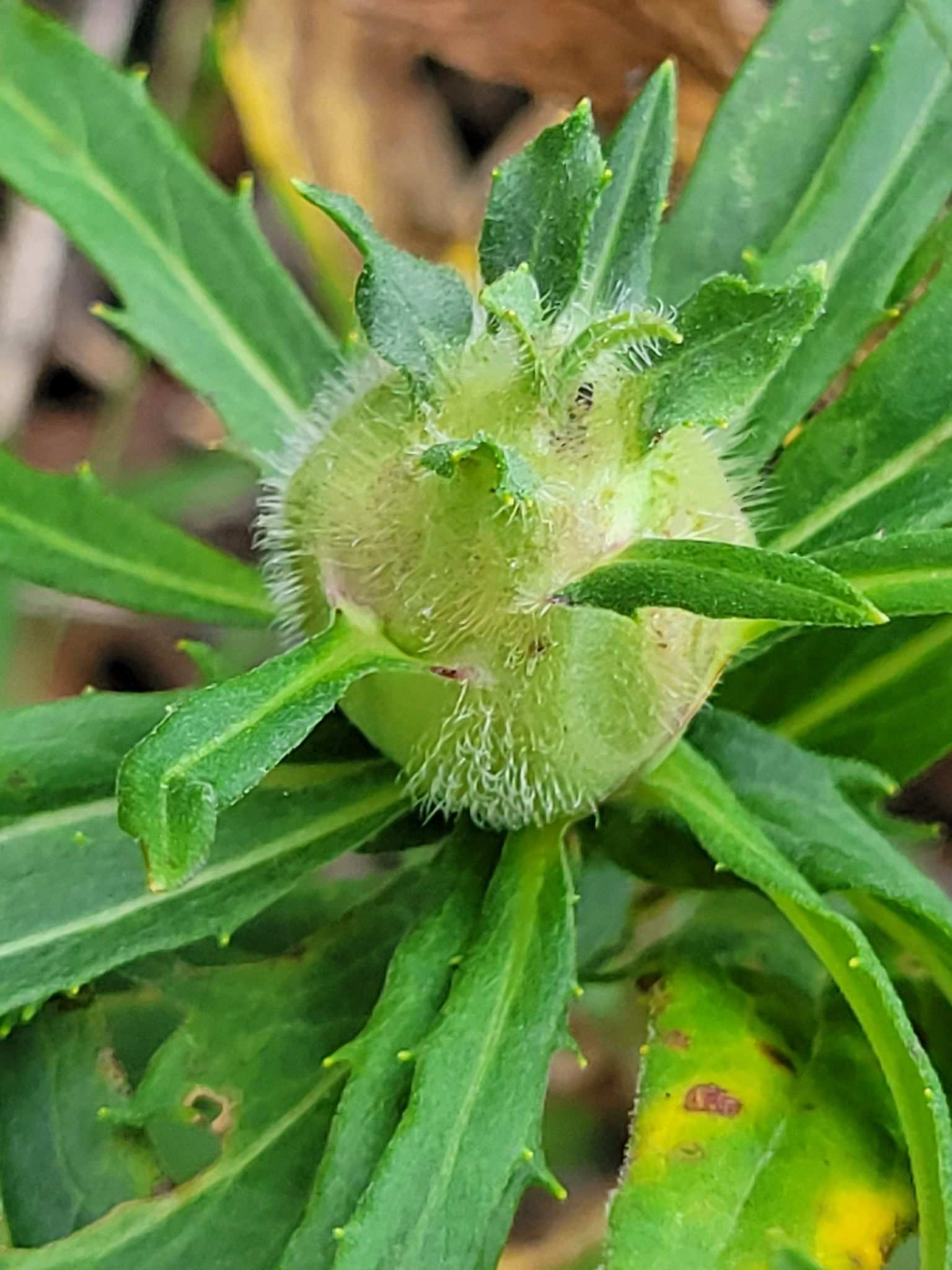 Aulacidea