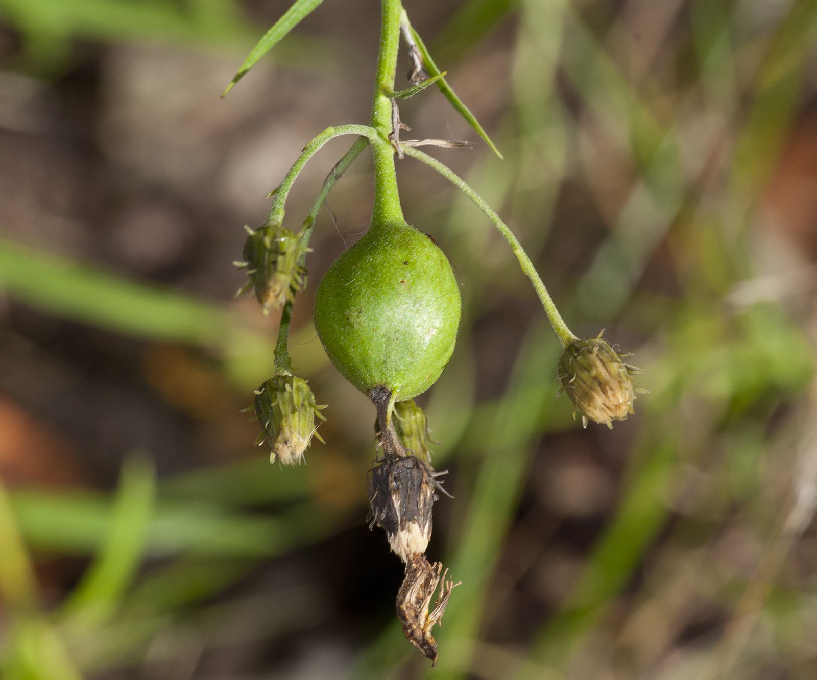 Aulacidea