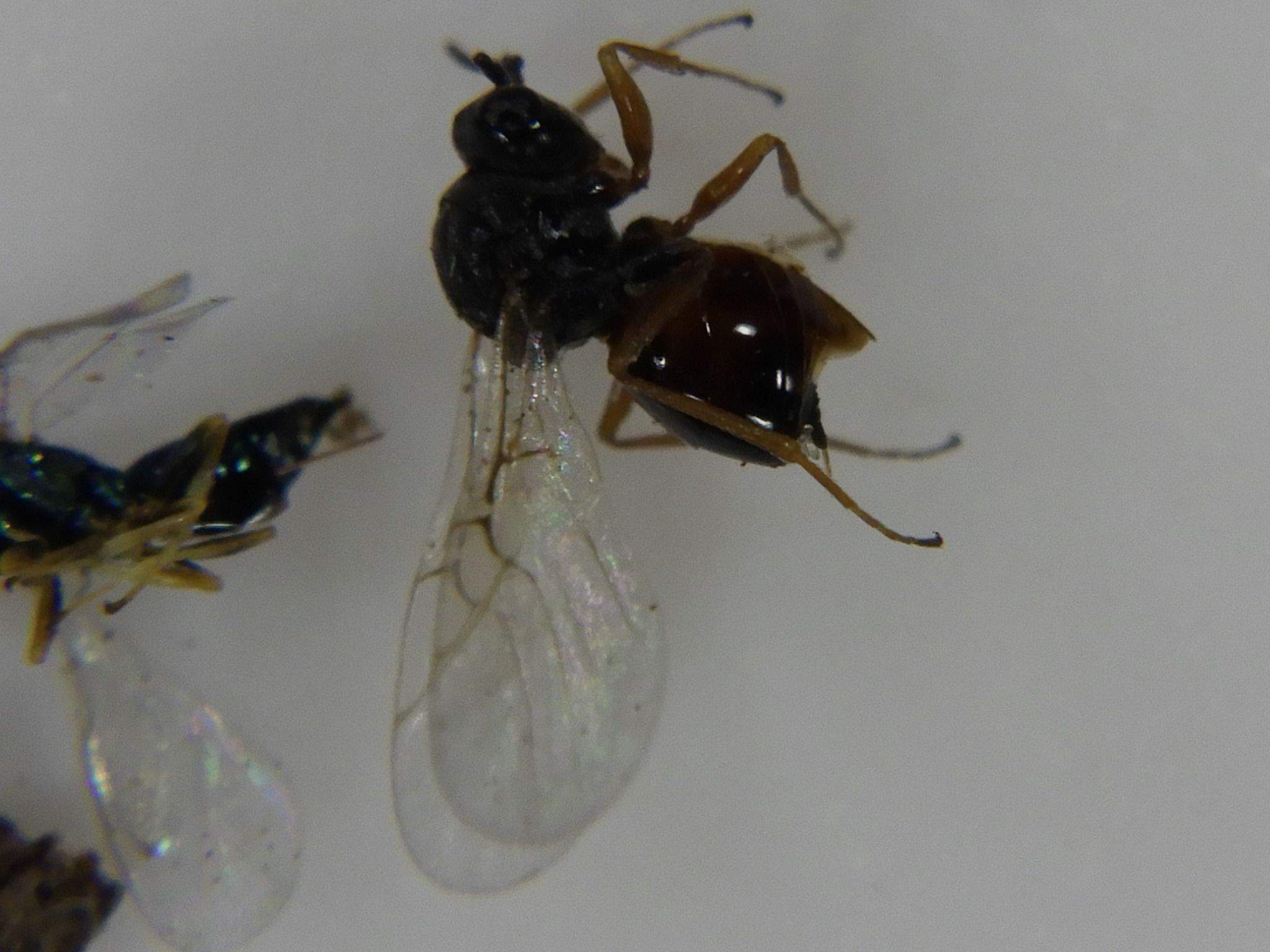 Aulacidea