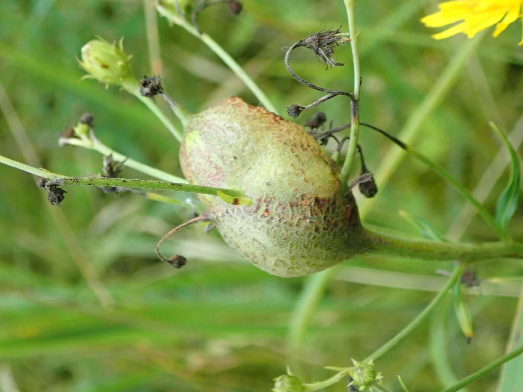 Aulacidea