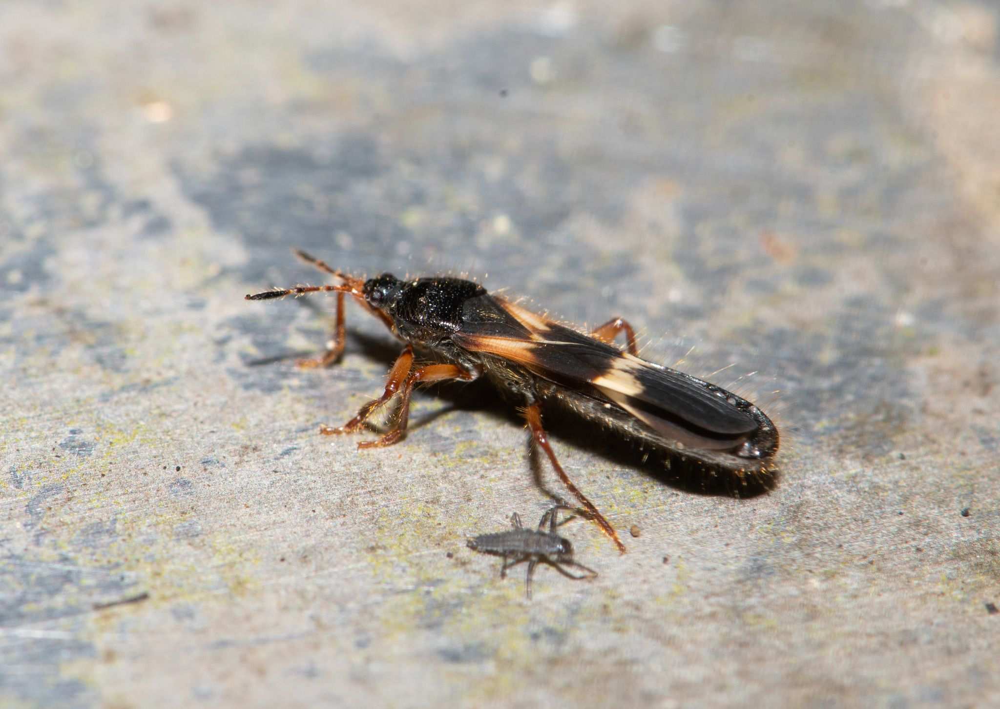 Pirkimerus japonicus