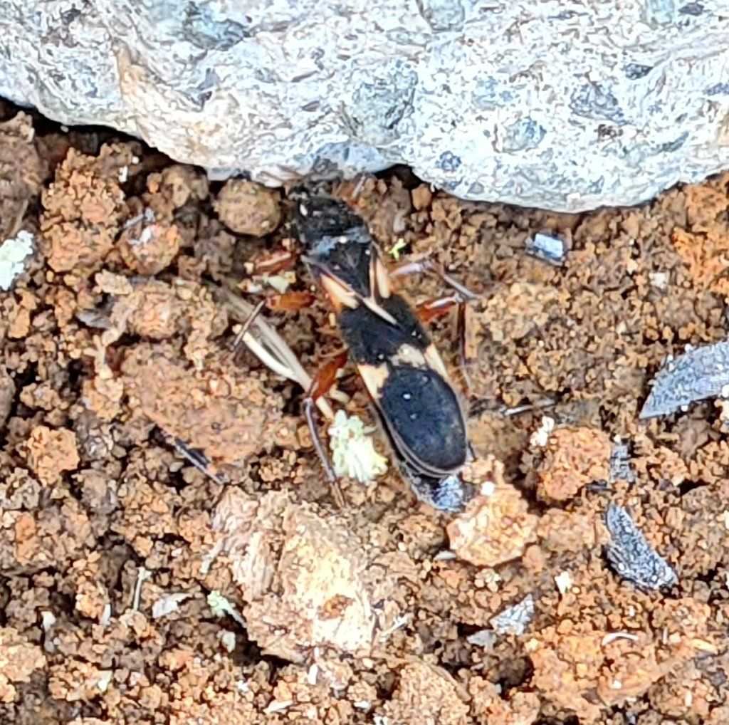 Pirkimerus japonicus