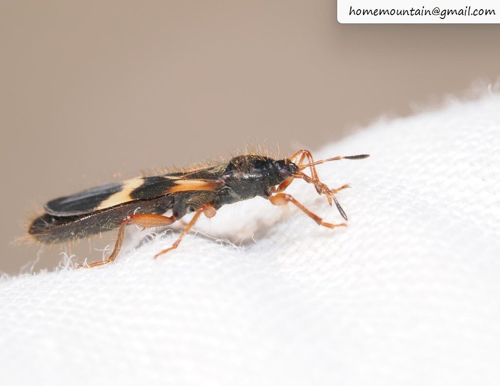 Pirkimerus japonicus