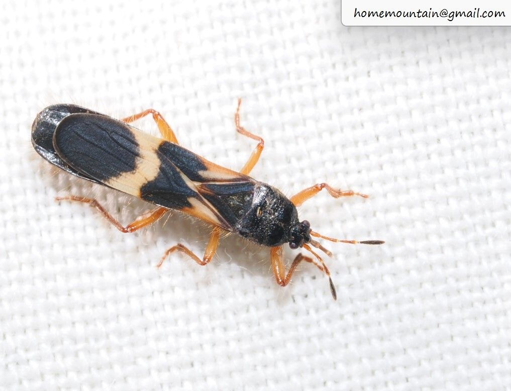 Pirkimerus japonicus