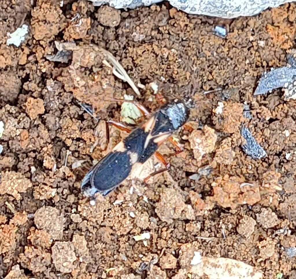 Pirkimerus japonicus