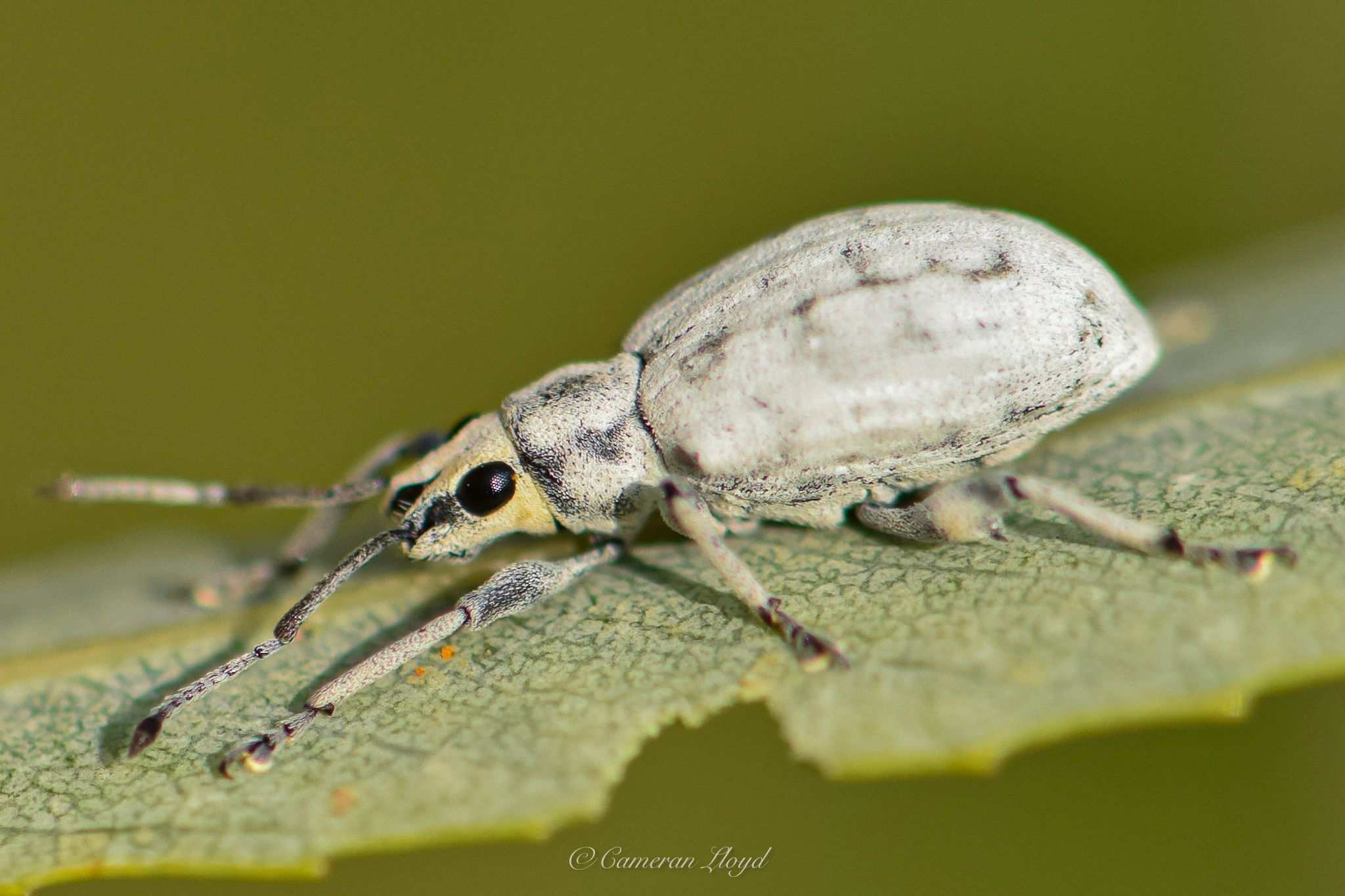 Myllocerus undatus