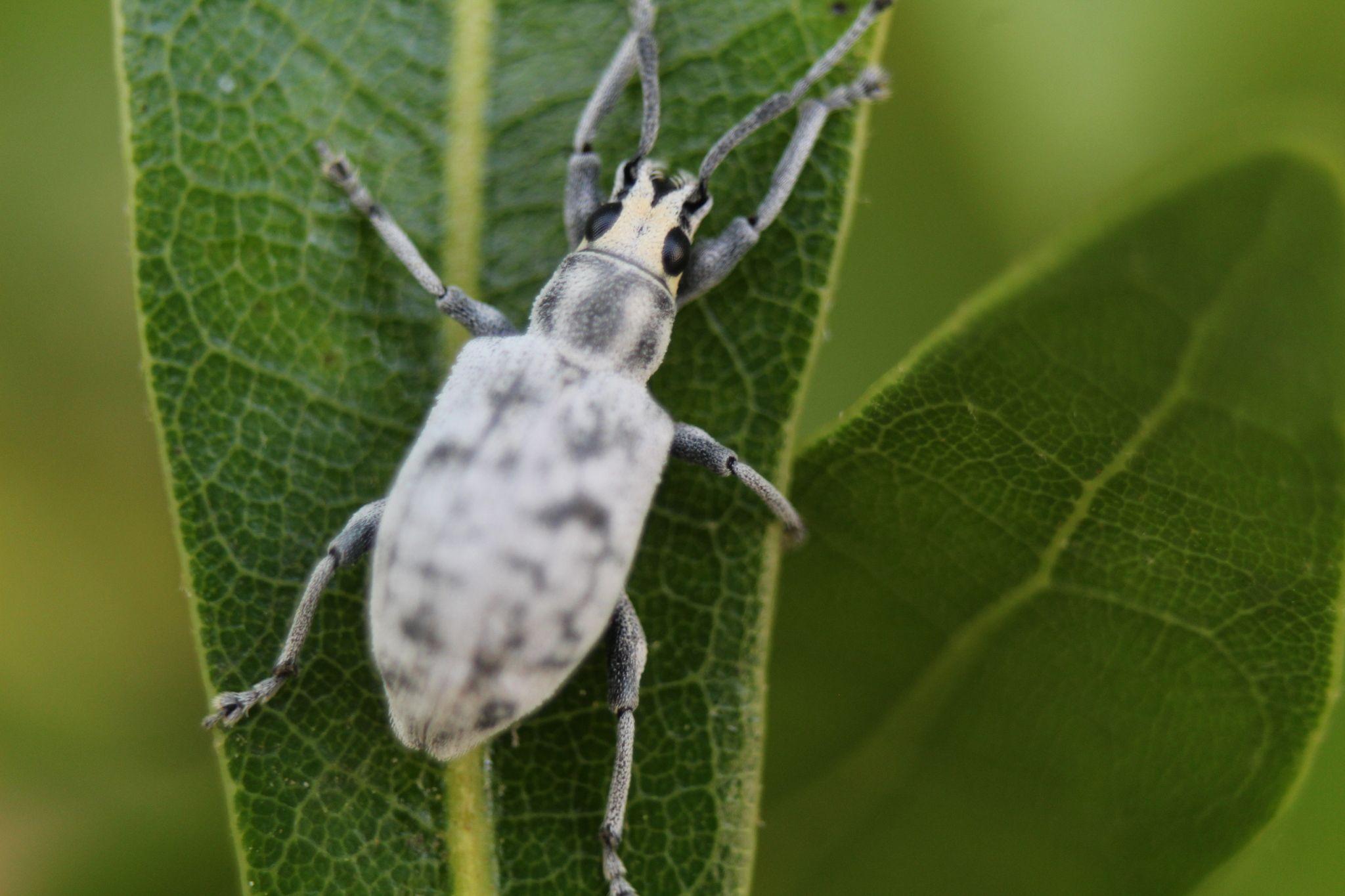 Myllocerus undatus