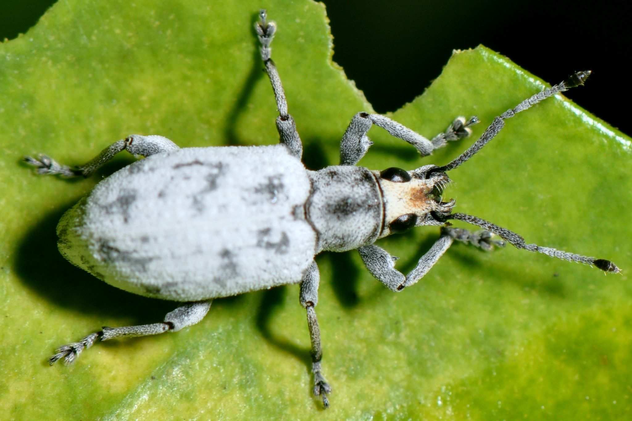 Myllocerus undatus