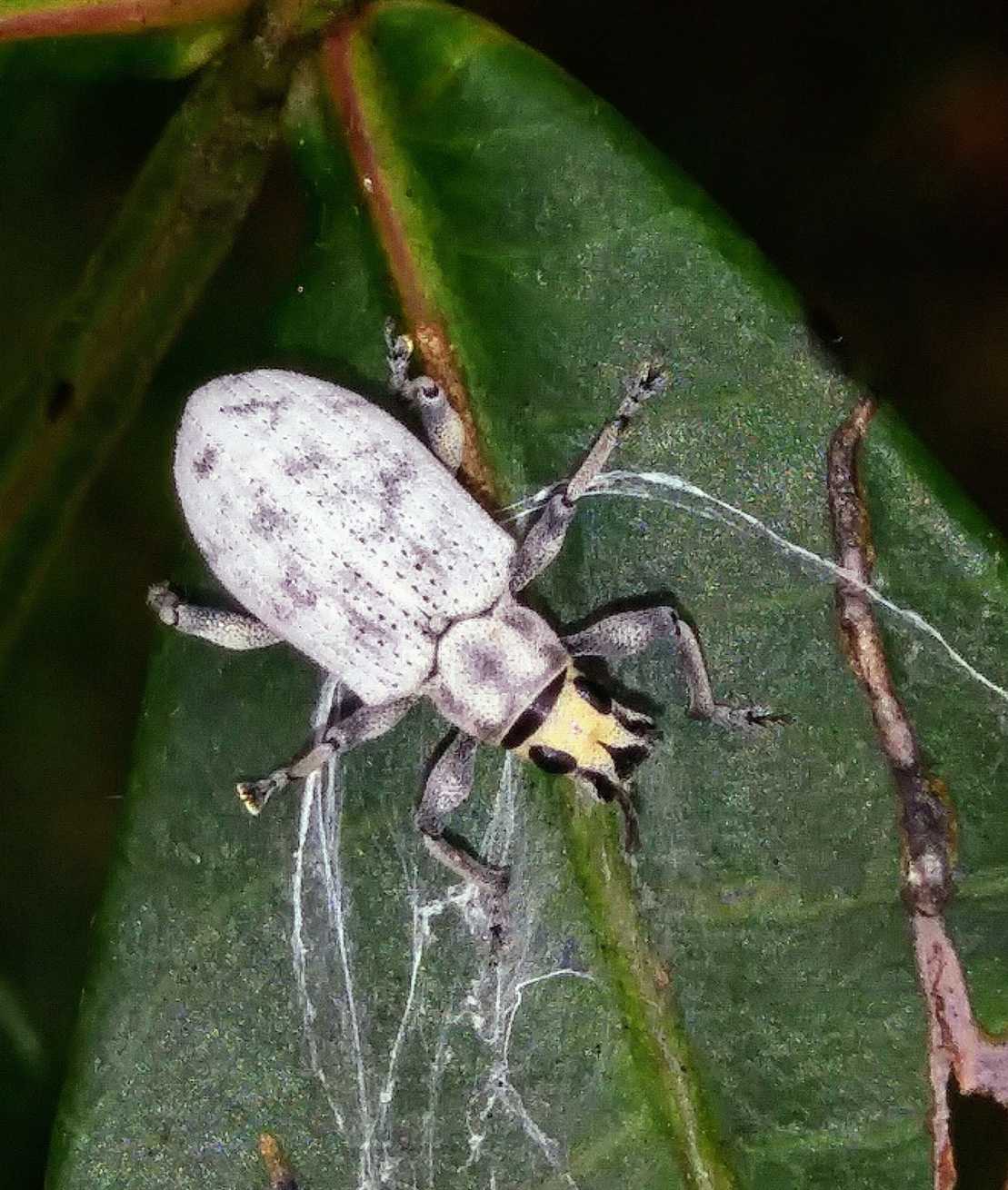 Myllocerus undatus