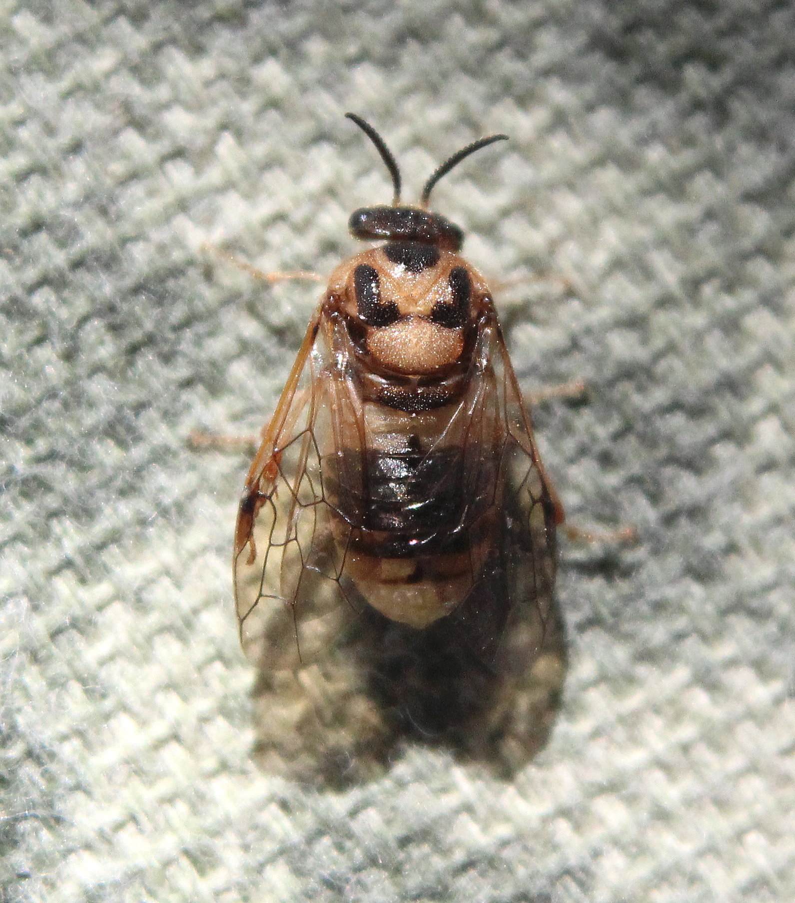 Diprion similis