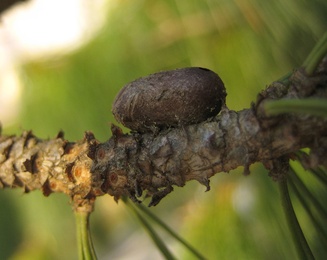 Diprion similis