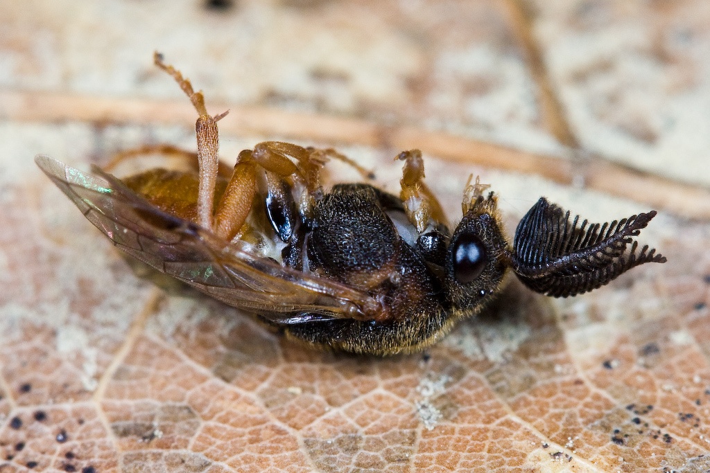Diprion similis