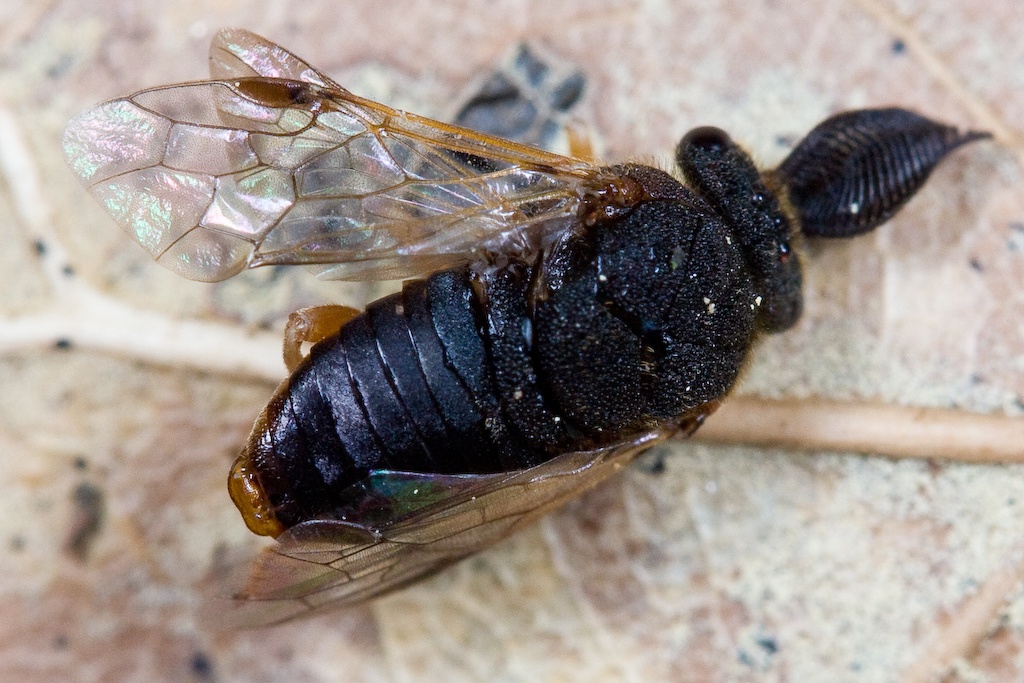 Diprion similis
