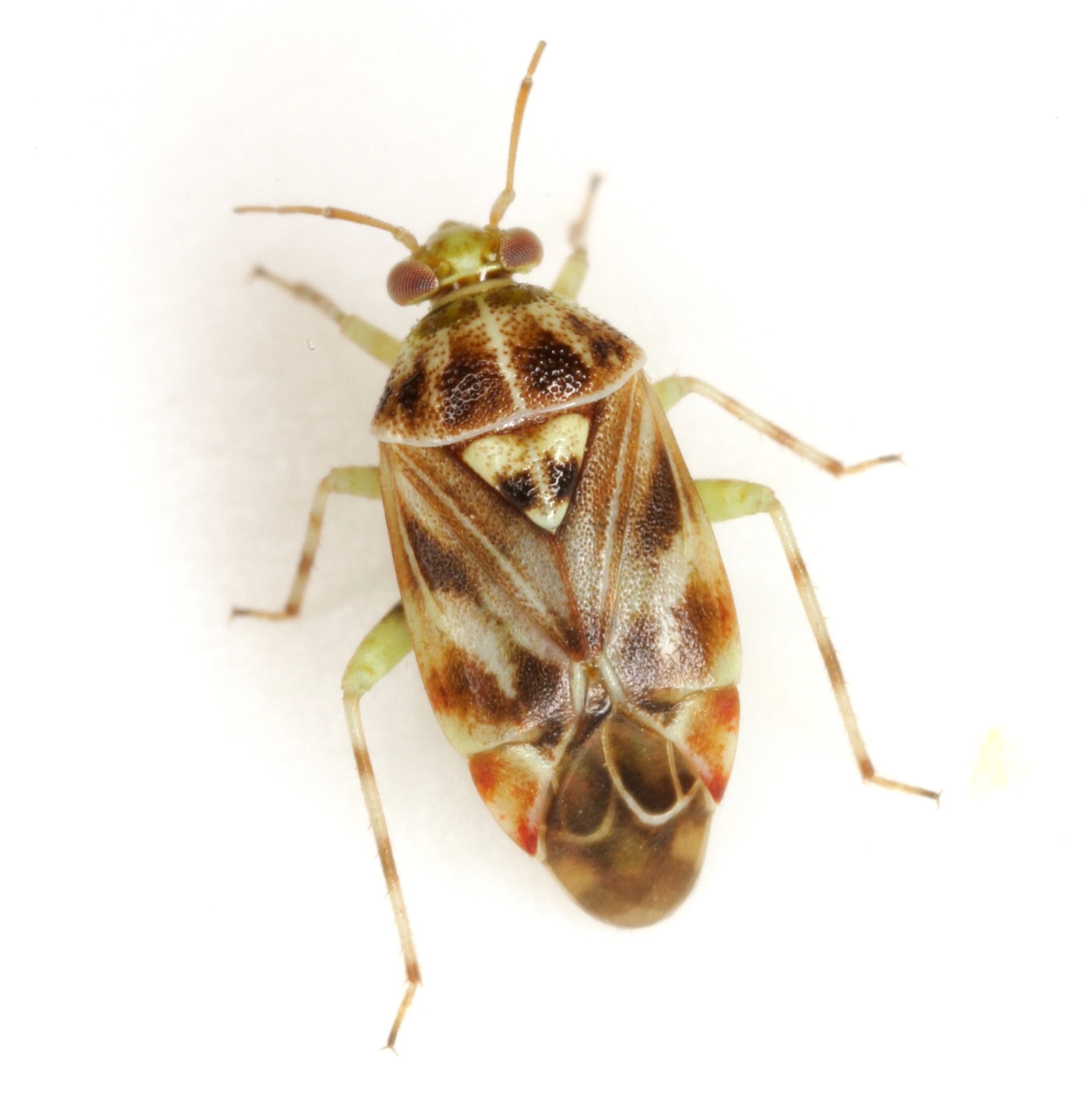 Tropidosteptes