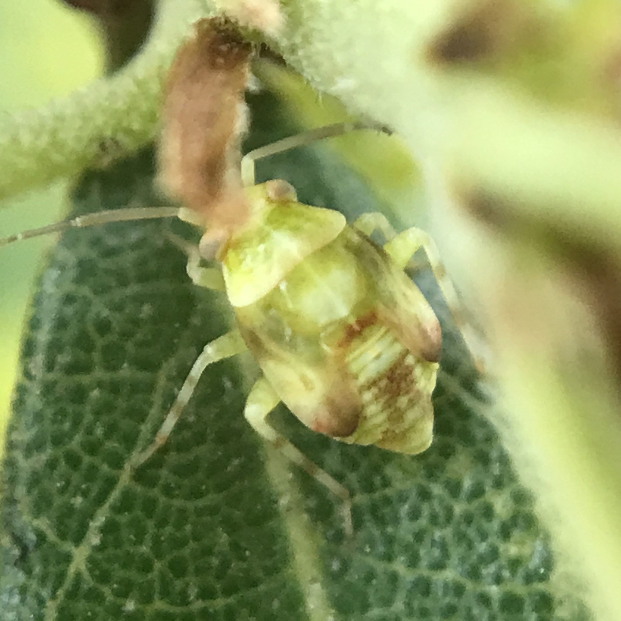Tropidosteptes