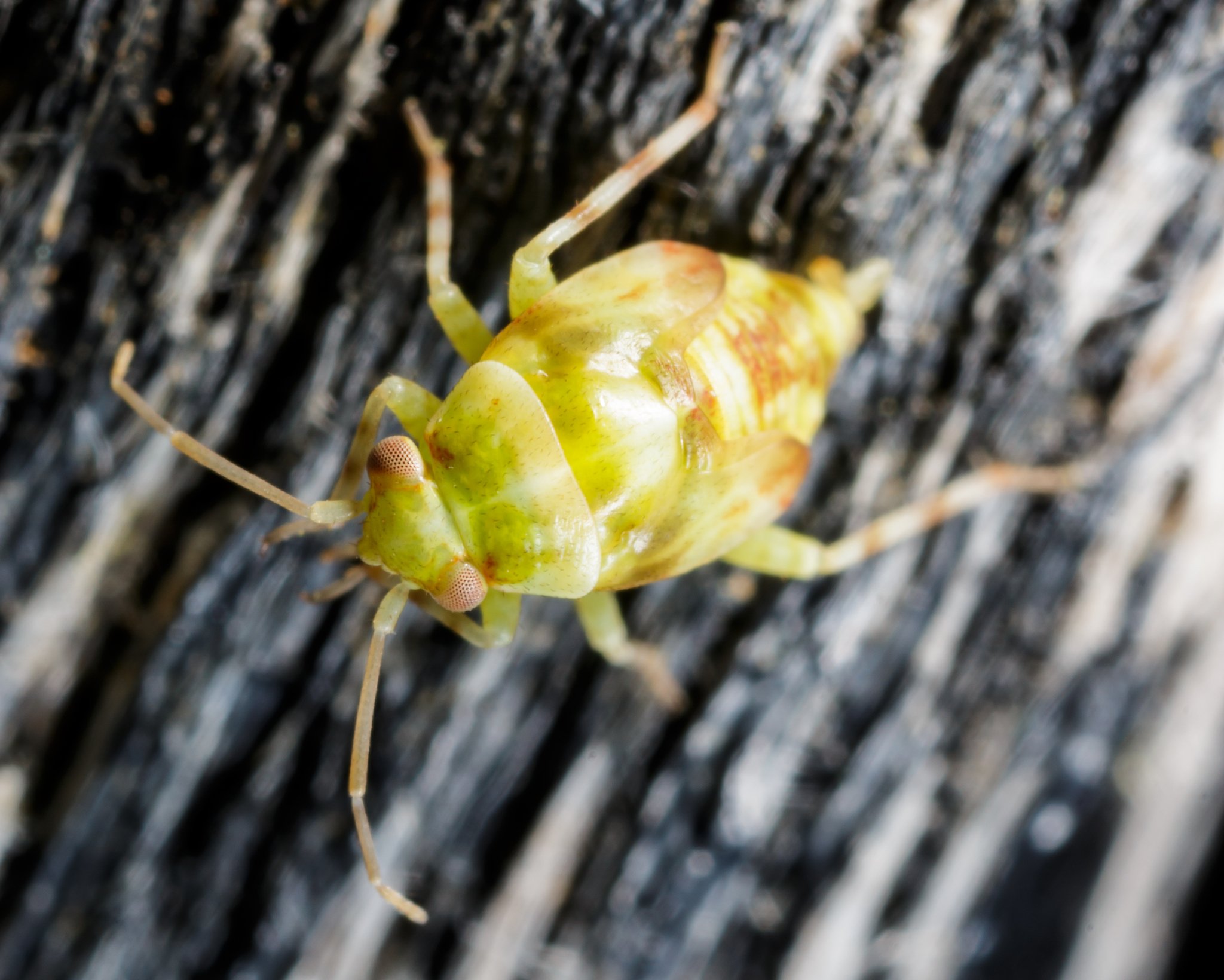Tropidosteptes