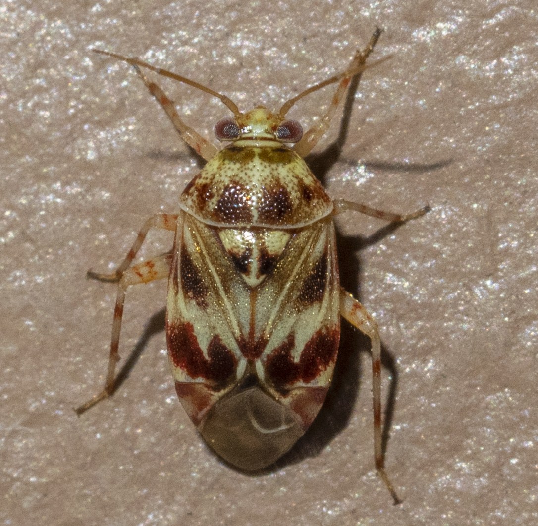 Tropidosteptes