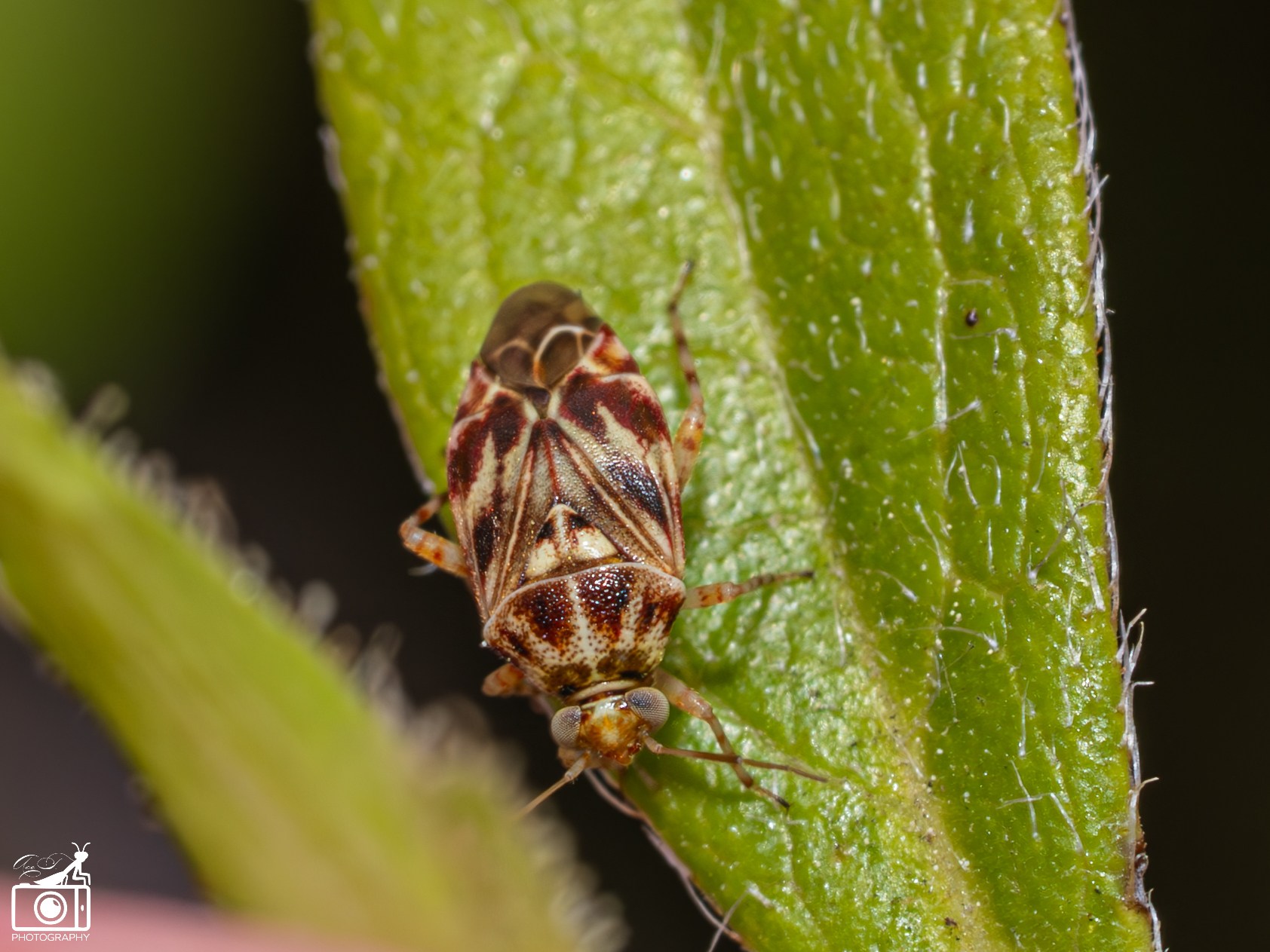 Tropidosteptes