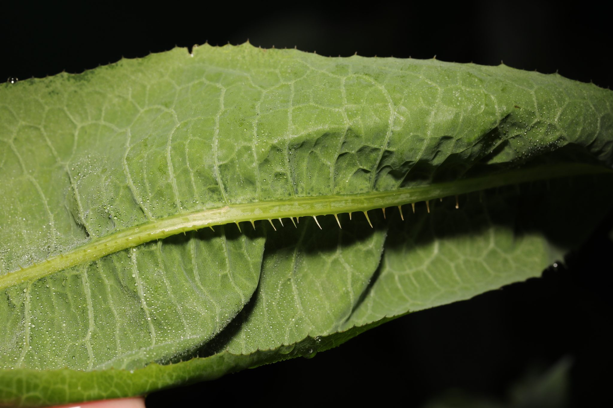 Lactuca serriola