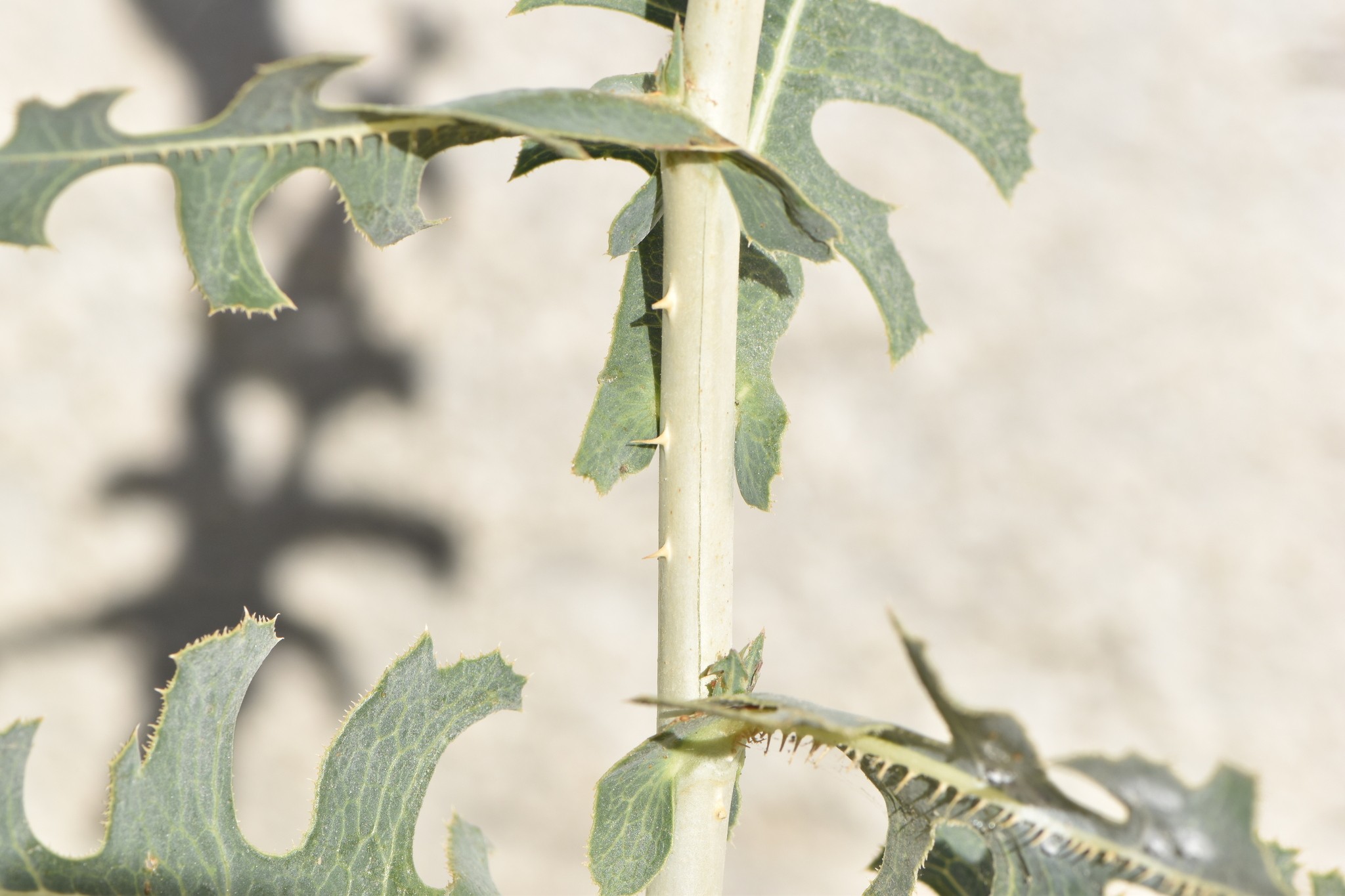 Lactuca serriola