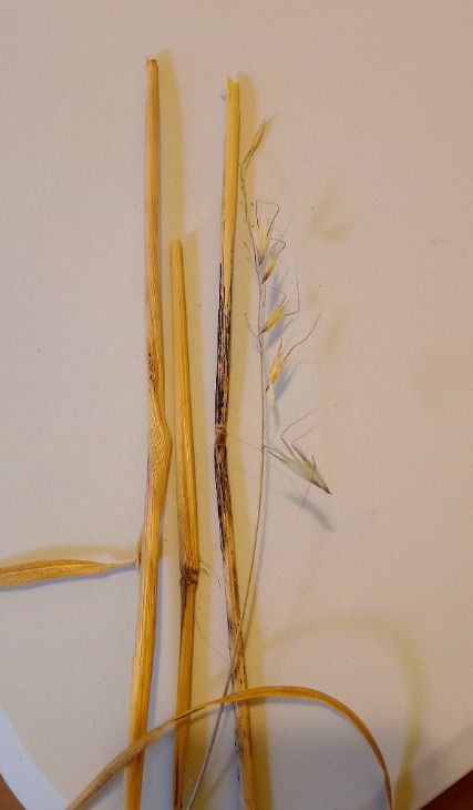 Pyrenophora chaetomioides