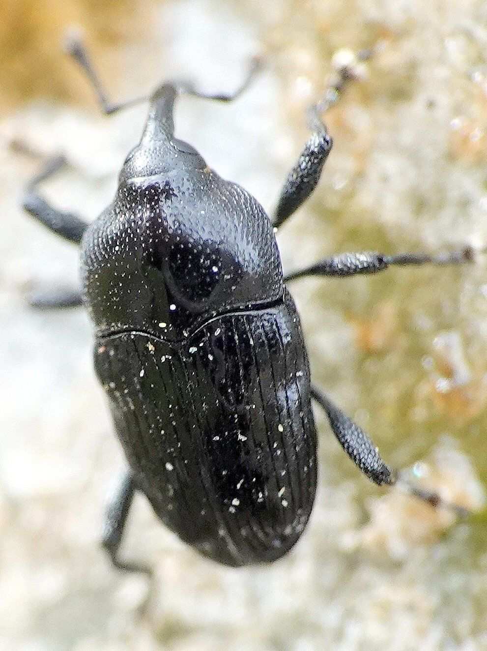 Madarellus