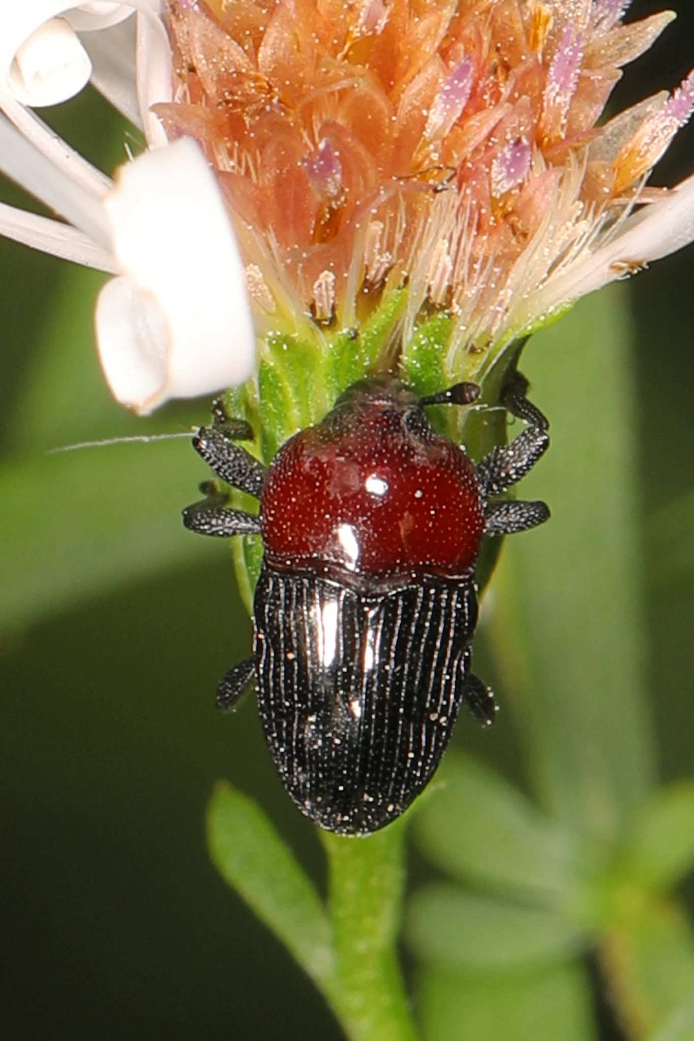 Madarellus