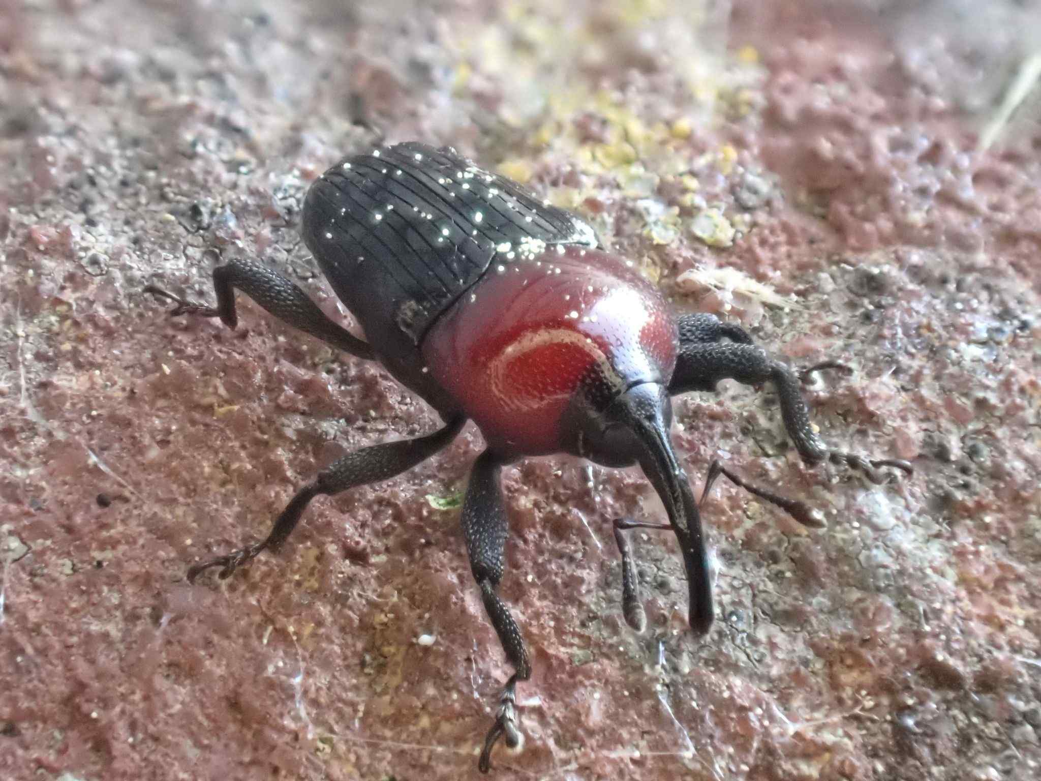 Madarellus