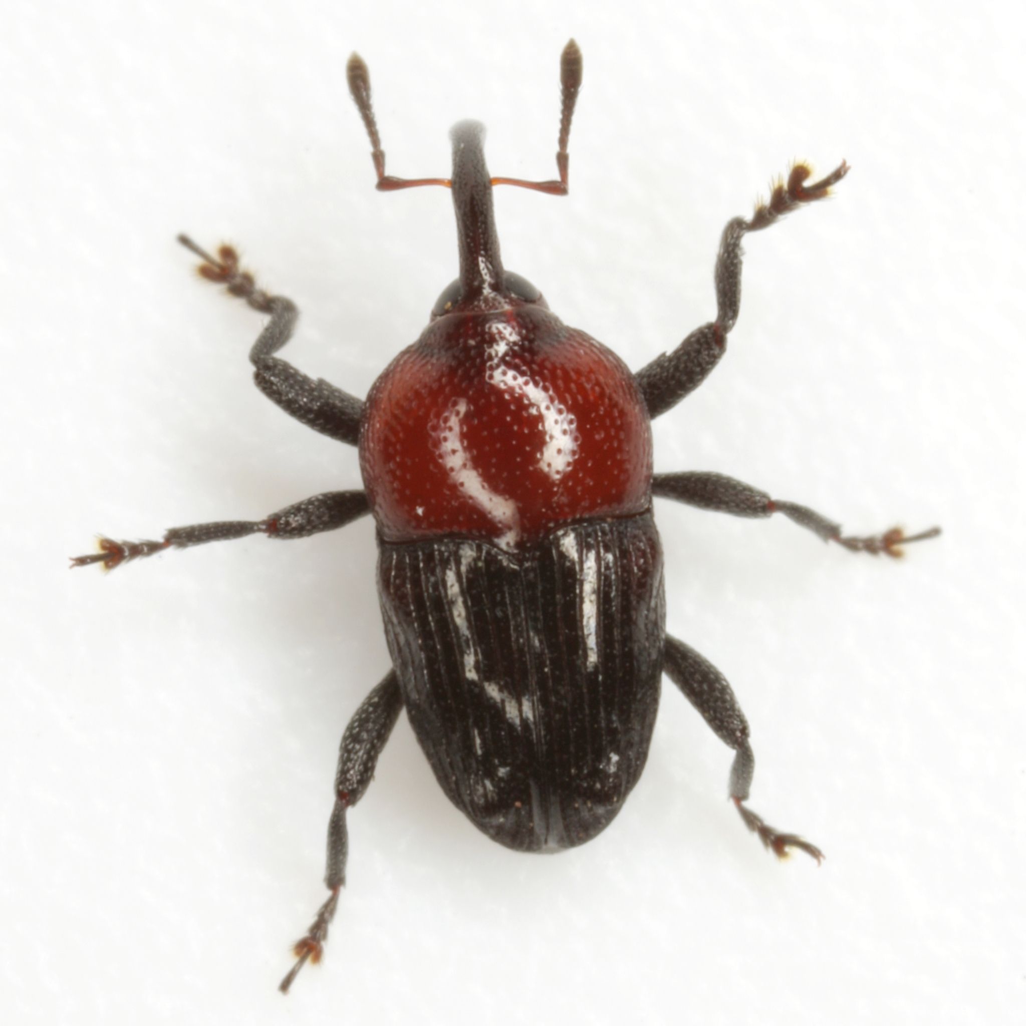 Madarellus