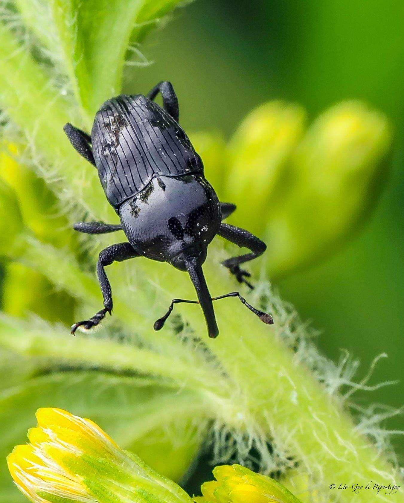 Madarellus